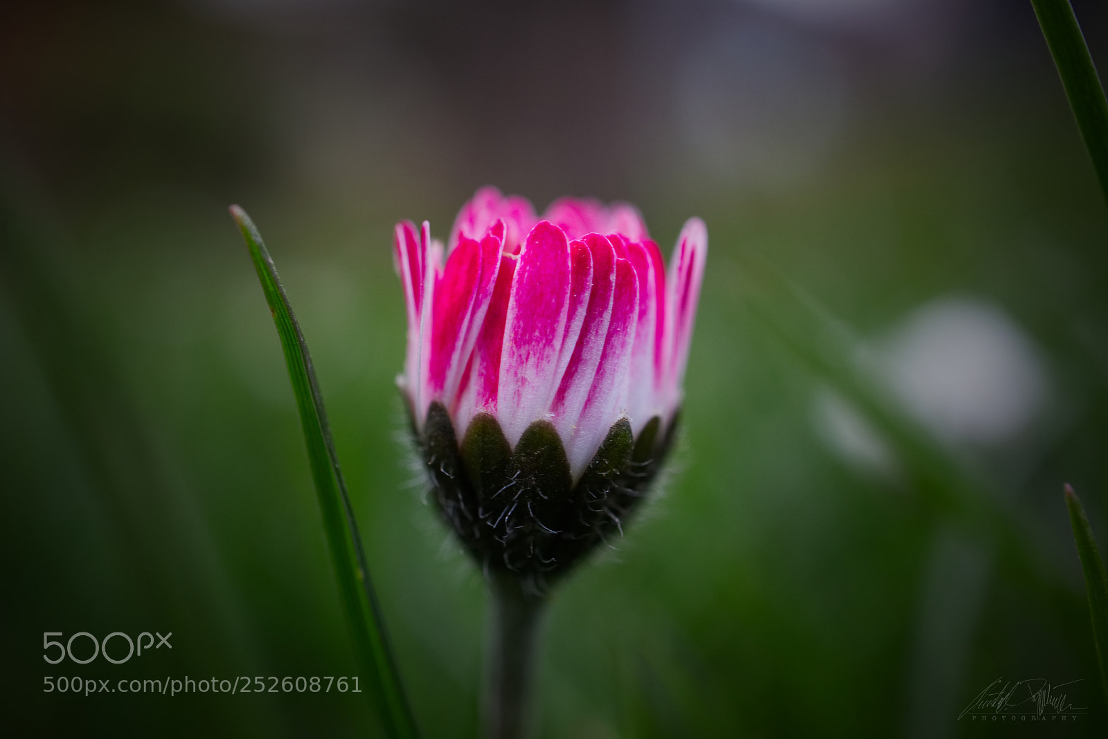 Canon EOS M6 sample photo. Daisy photography