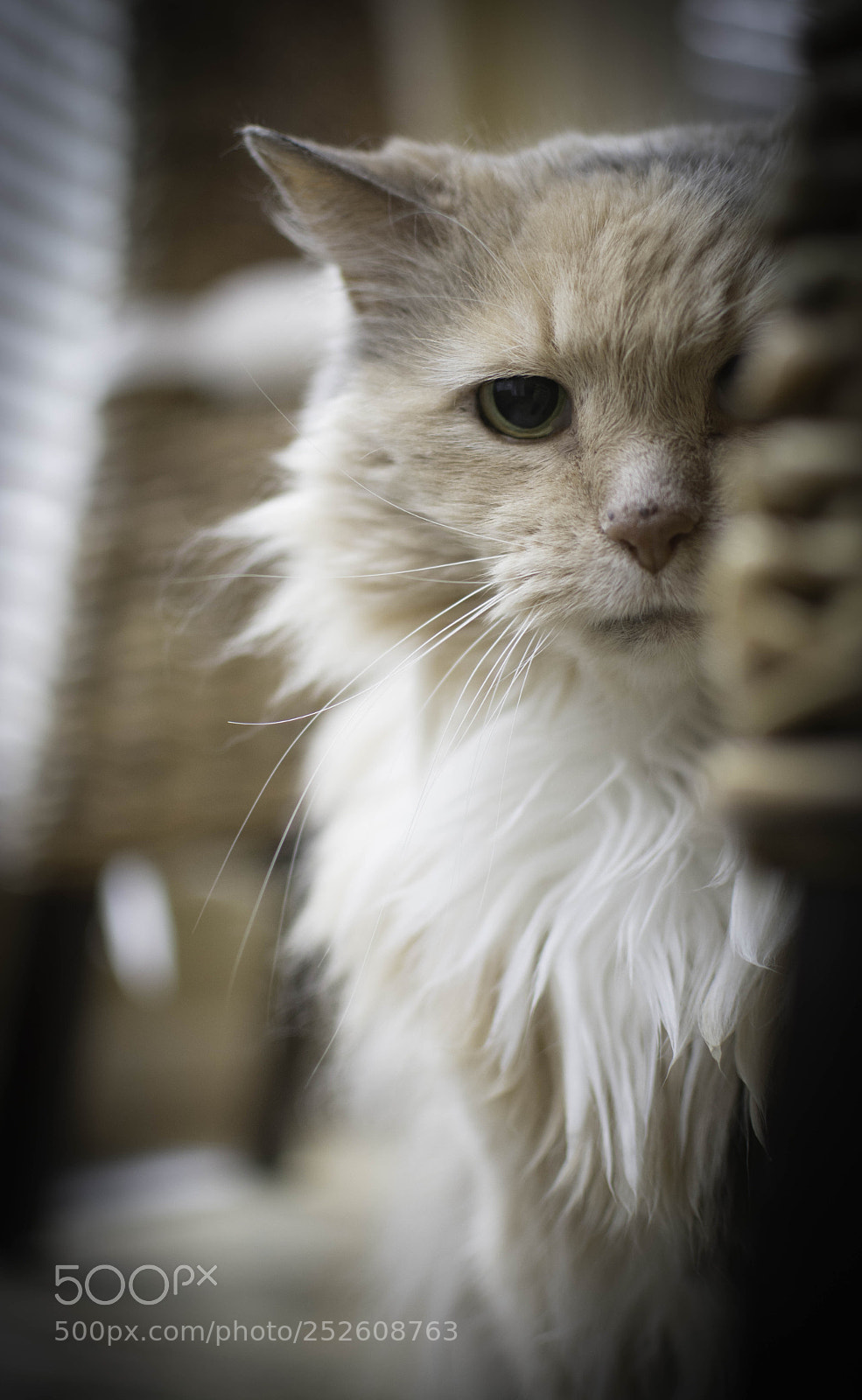 Nikon D7100 sample photo. Spunky photography