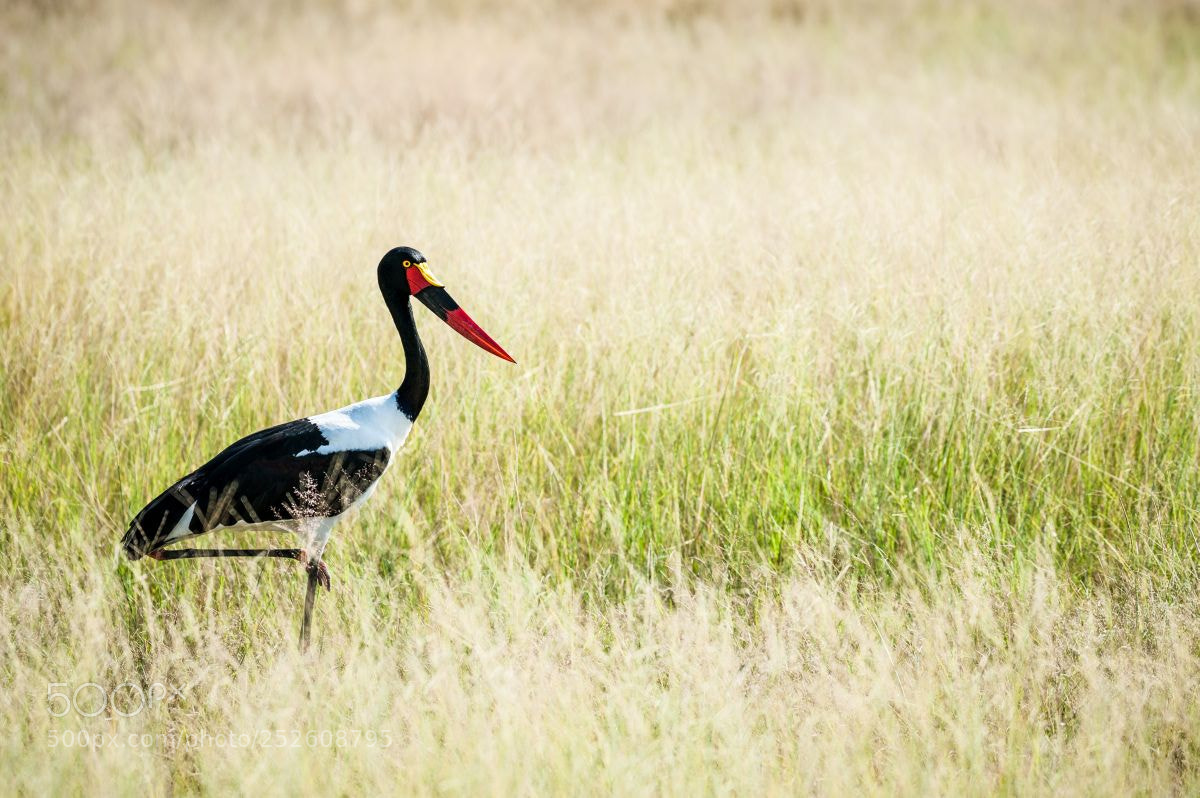 Nikon D700 sample photo. Jabiru photography