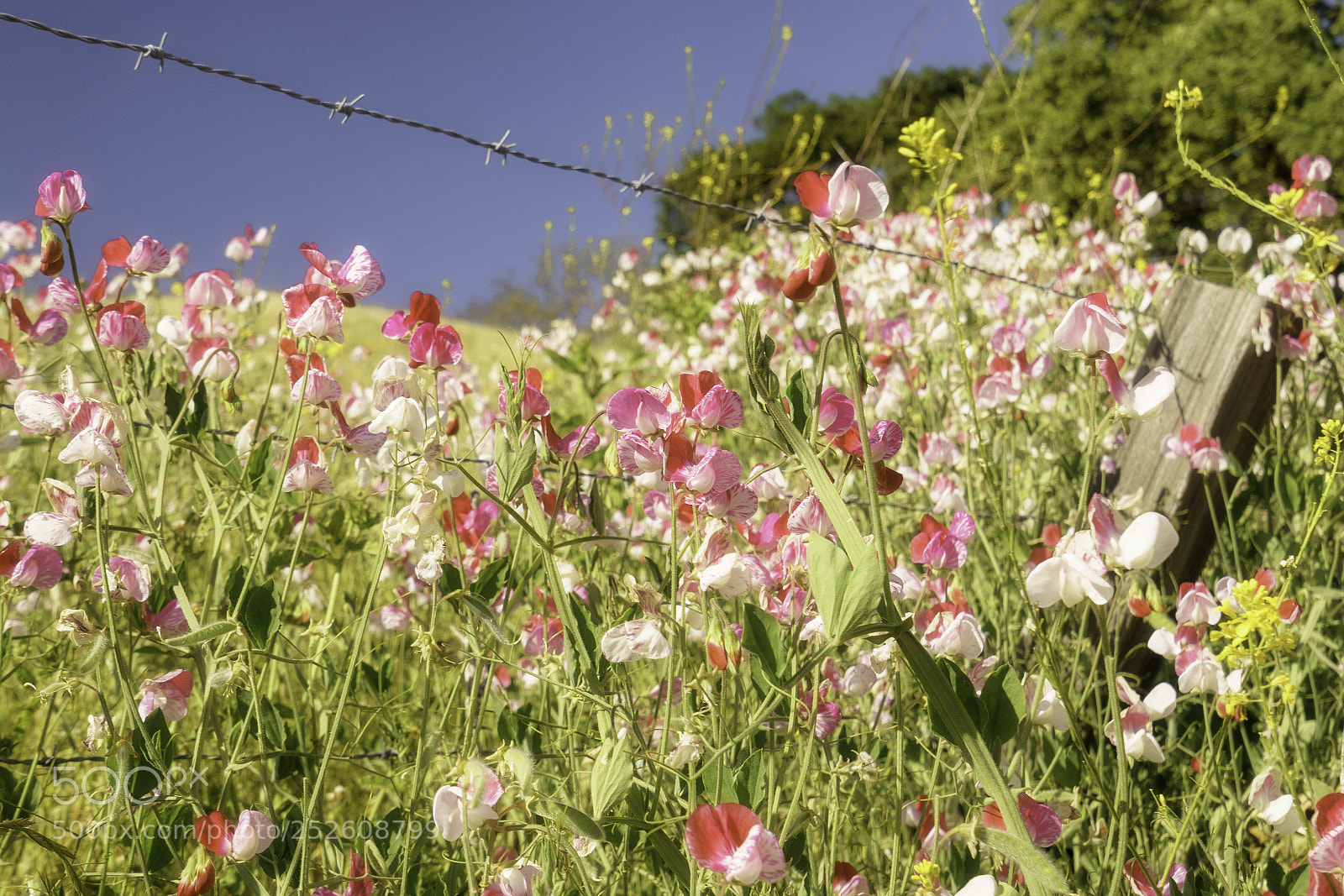 Sony a7R II sample photo. Wild sweet peas photography
