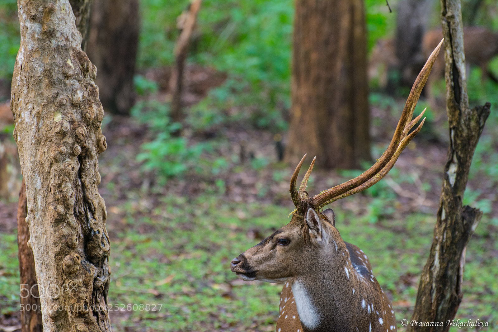 Nikon D7100 sample photo. Elegance in symmetry! photography