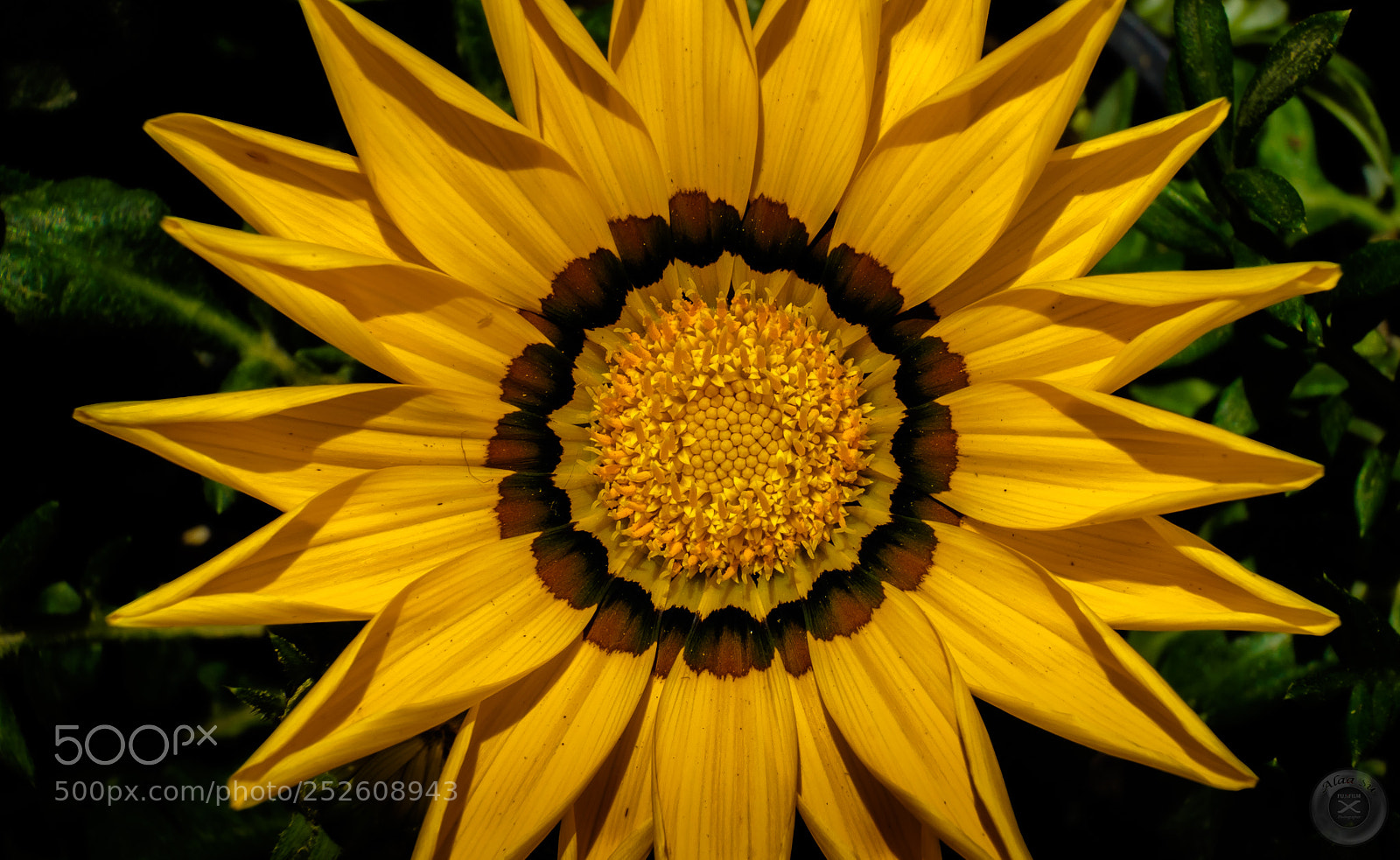 Fujifilm X-E2S sample photo. Yellow flower photography