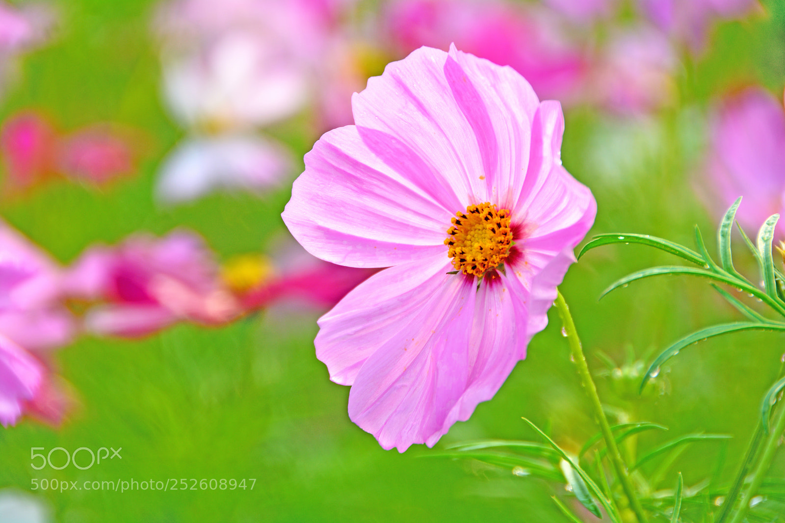 Nikon D5200 sample photo. 格桑花galsang flower photography