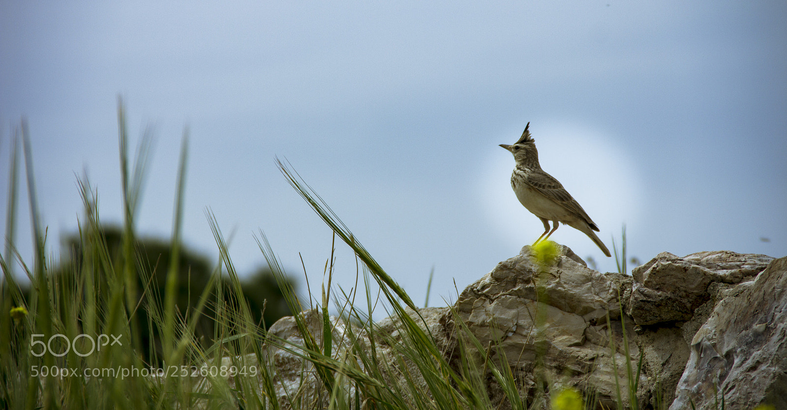 Canon EOS 60D sample photo. Bird photography