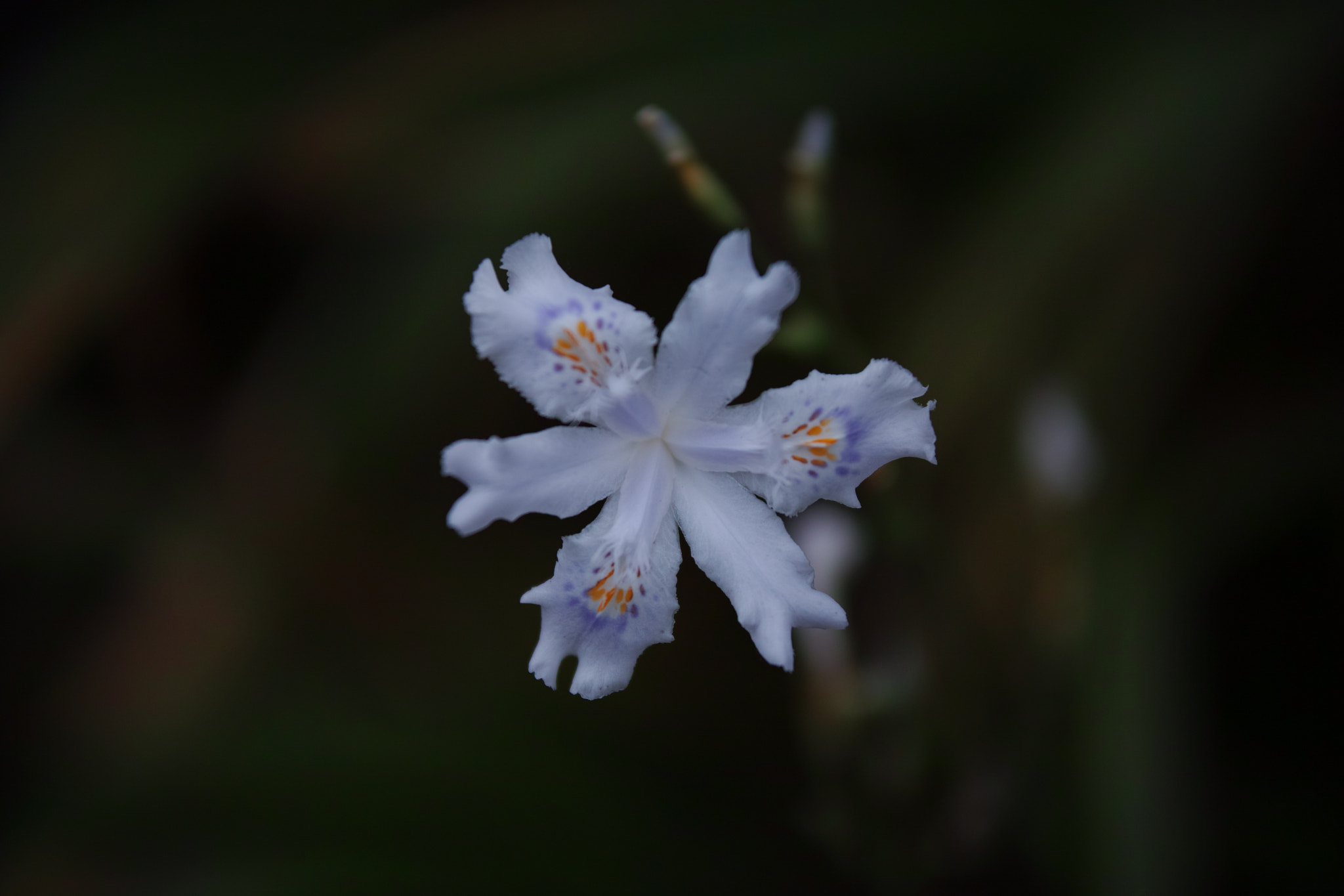 Sigma sd Quattro H sample photo. Wild flower 08 photography