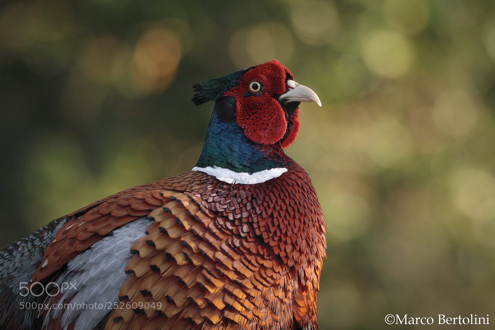 Canon EOS 80D sample photo. Feathers photography
