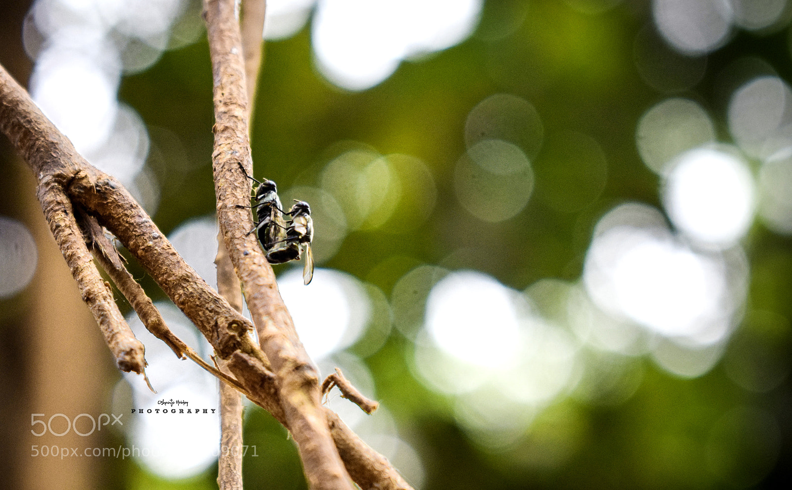 Nikon D5300 sample photo. মডেল : মাছি photography