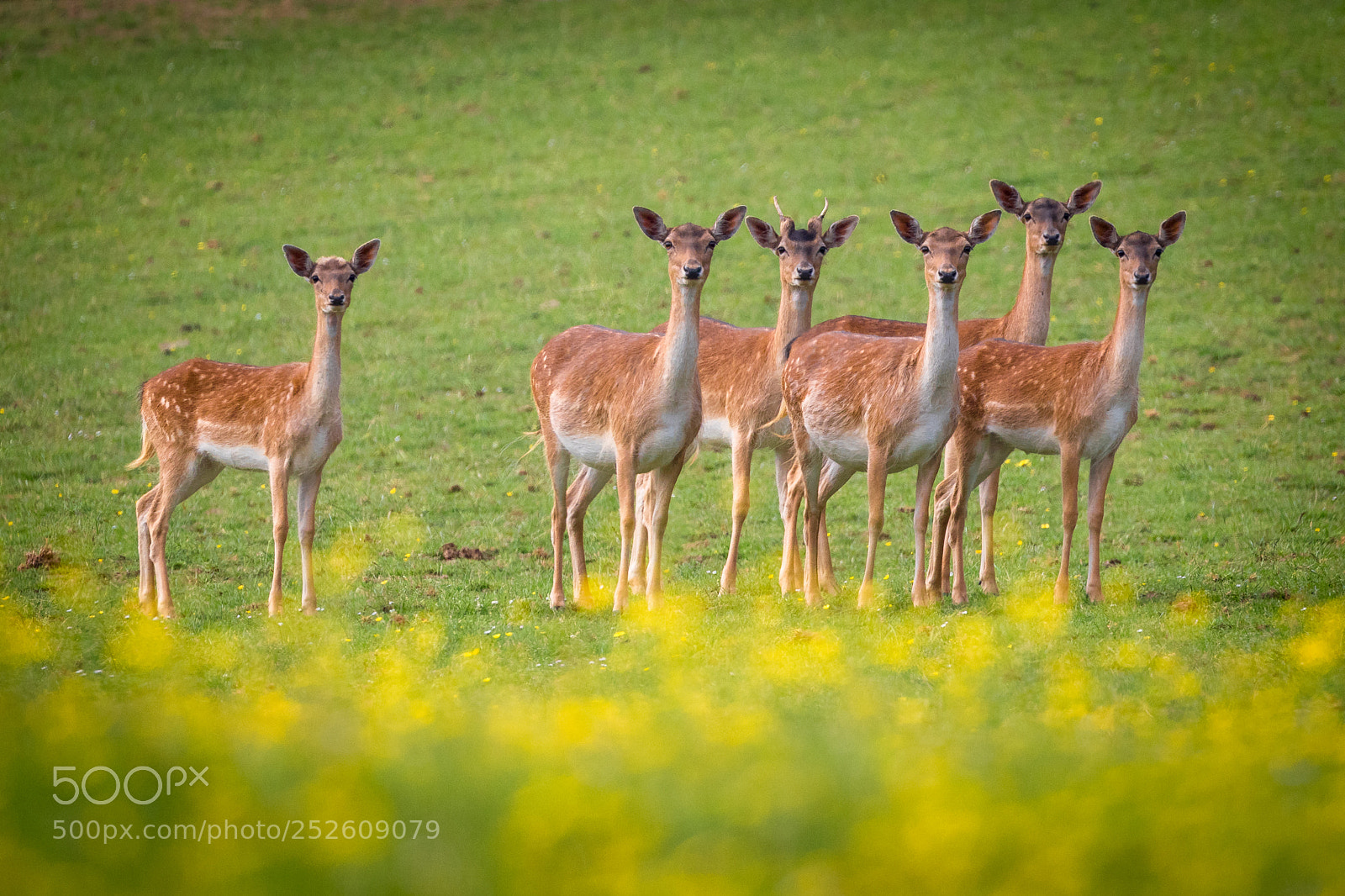 Canon EOS 7D Mark II sample photo. Fallow deer photography