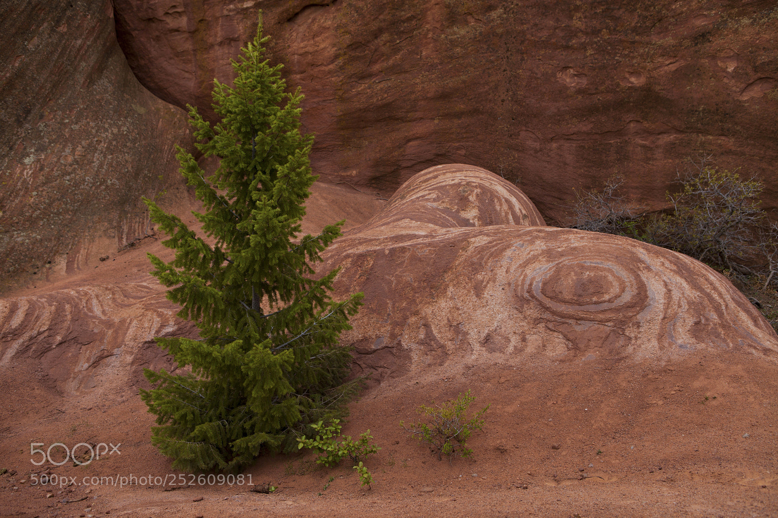 Canon EOS 5D Mark II sample photo. Hidden art in nature photography