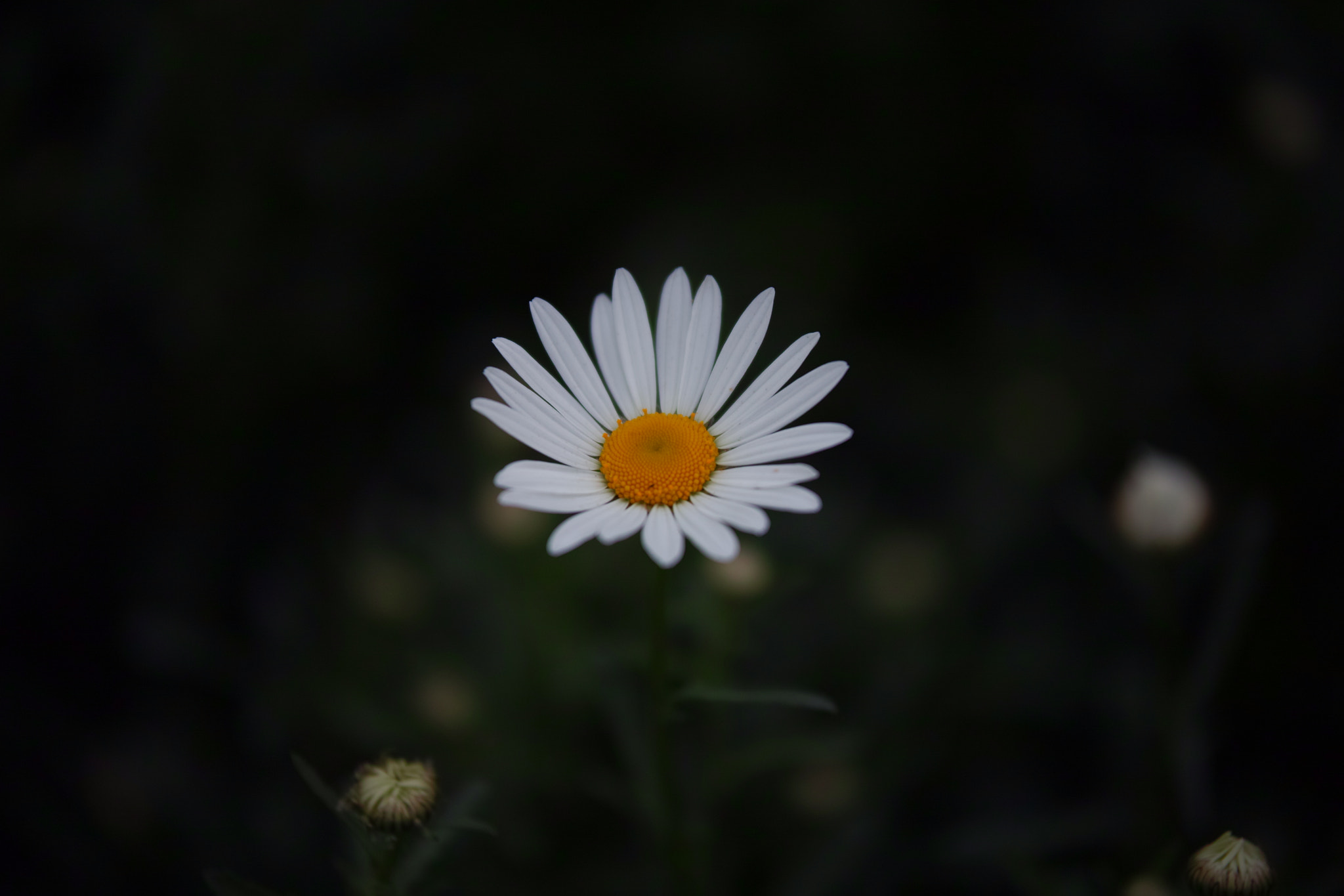 Sigma sd Quattro H sample photo. Wild flower 09 photography