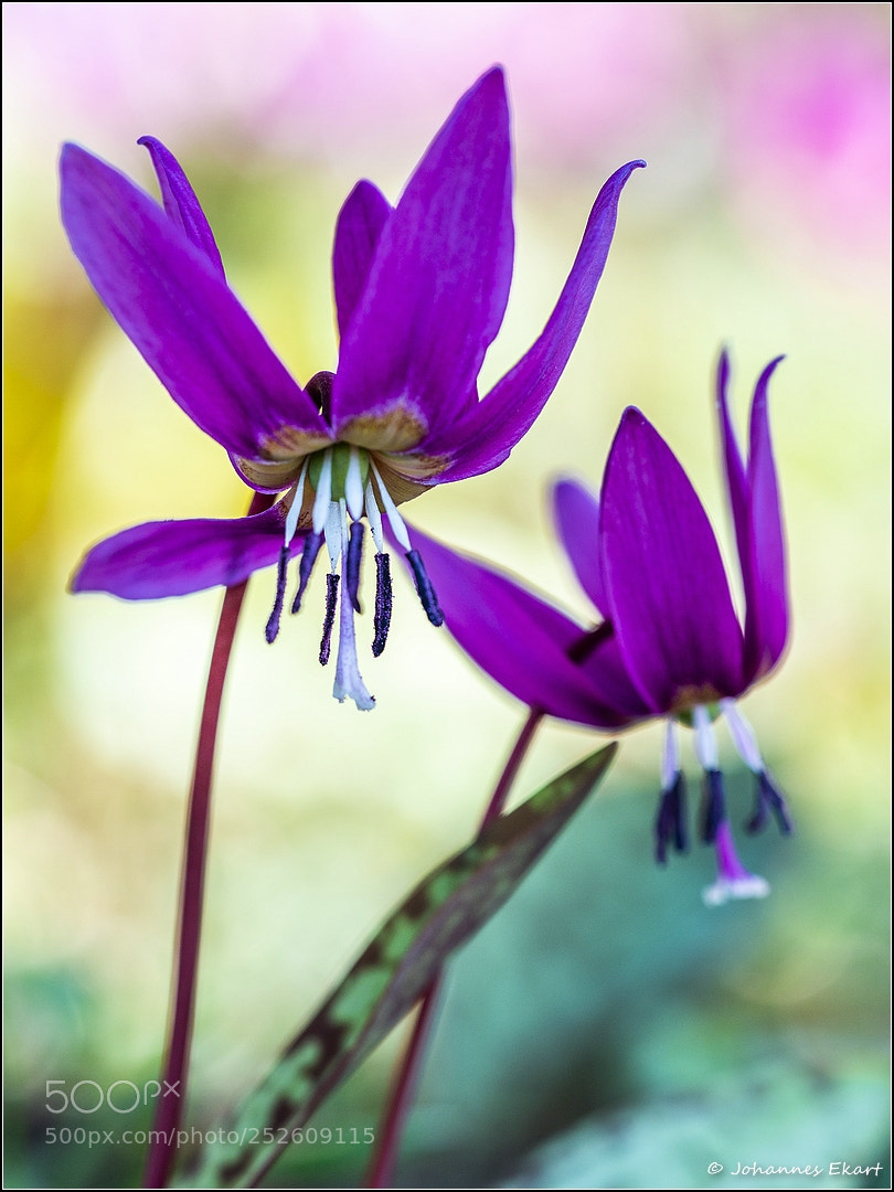 Sony a9 sample photo. Hundszahnlilie photography