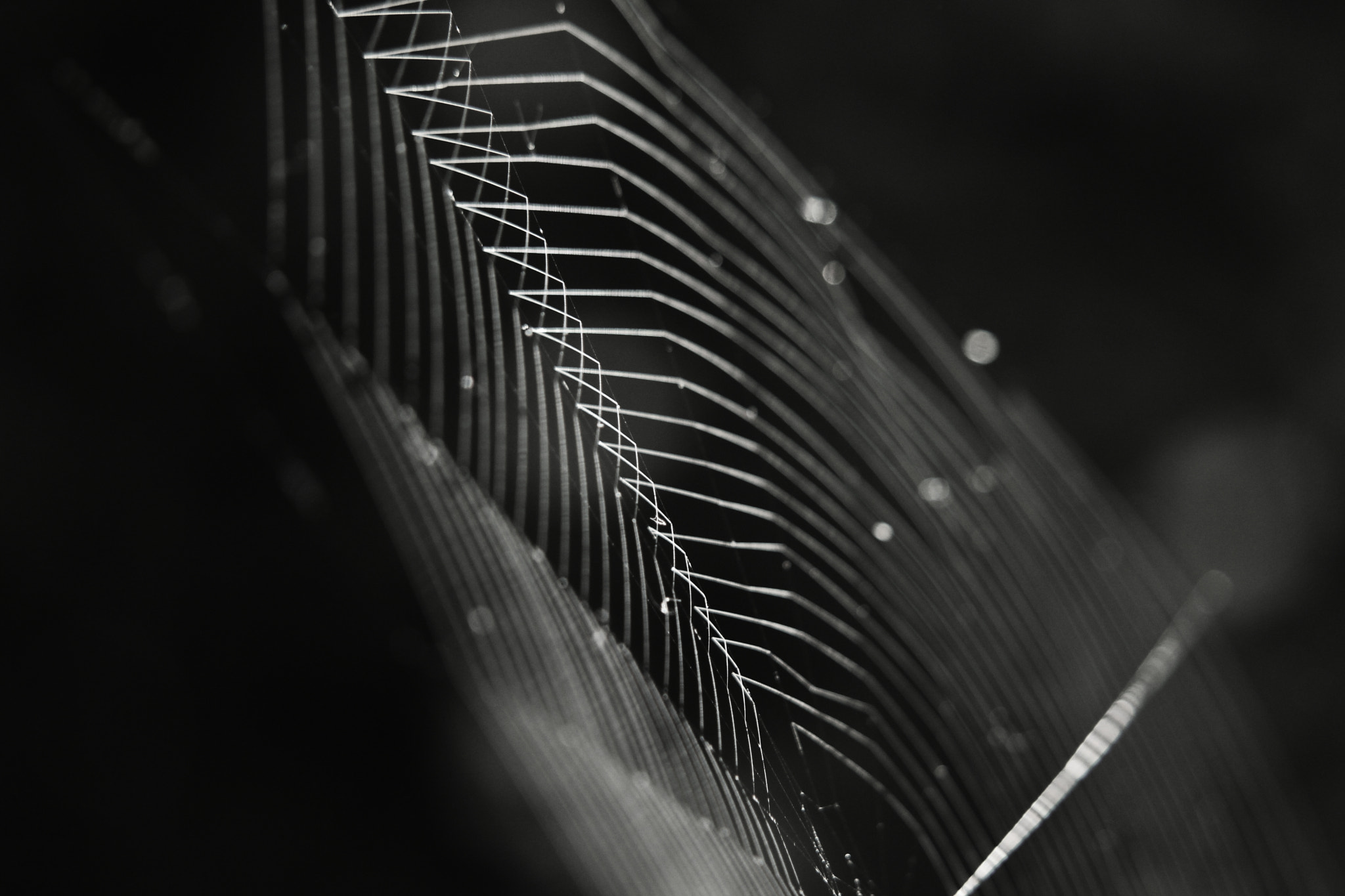 Canon EOS 550D (EOS Rebel T2i / EOS Kiss X4) sample photo. Spider's artwork photography