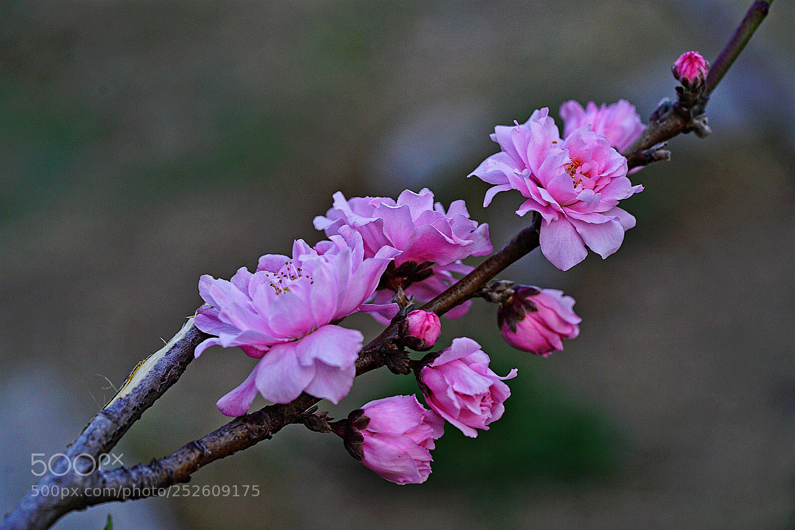 Sony a7R II sample photo. Untitled photography