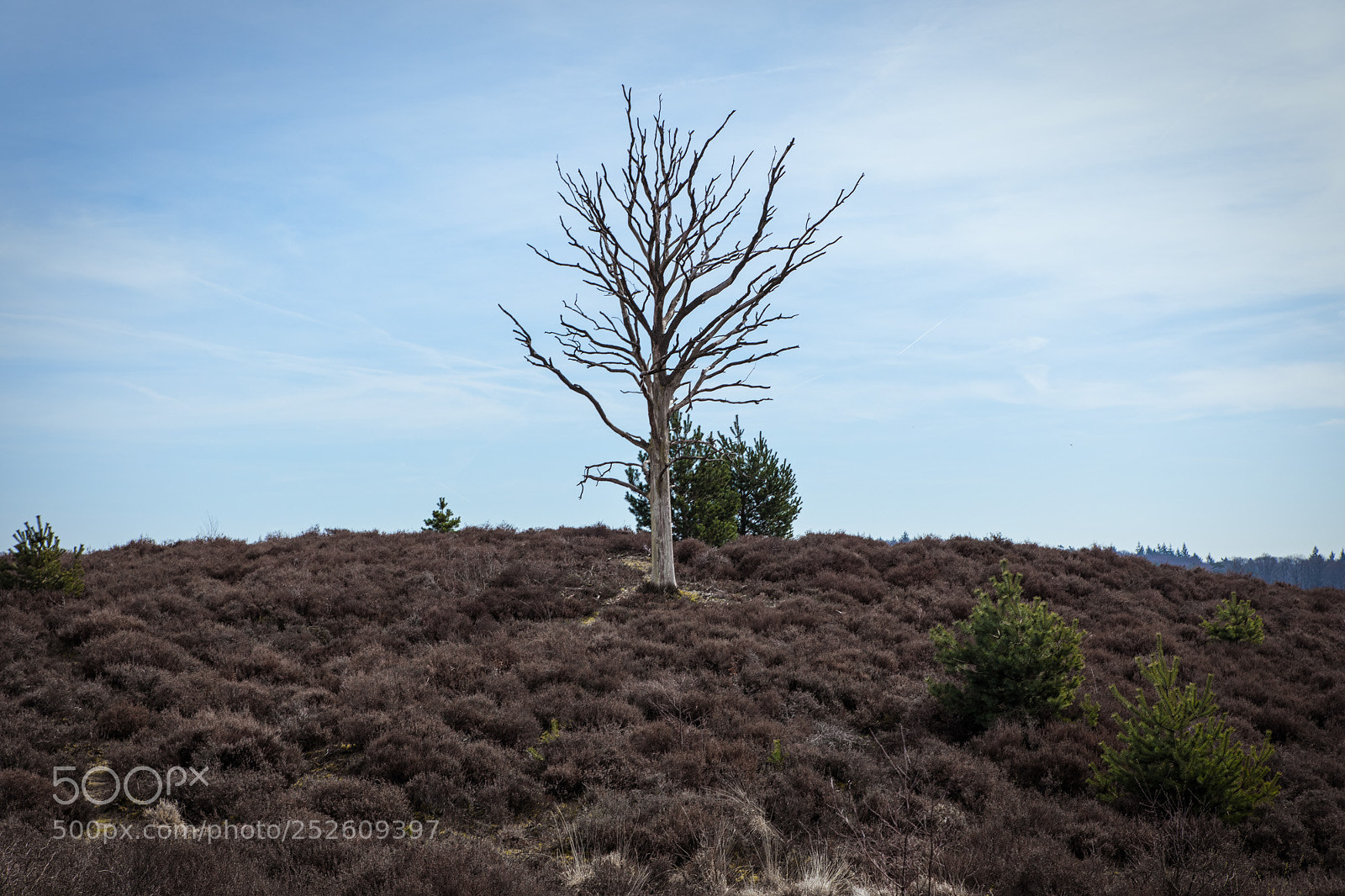Canon EOS 5D Mark IV sample photo. Lonely tree photography