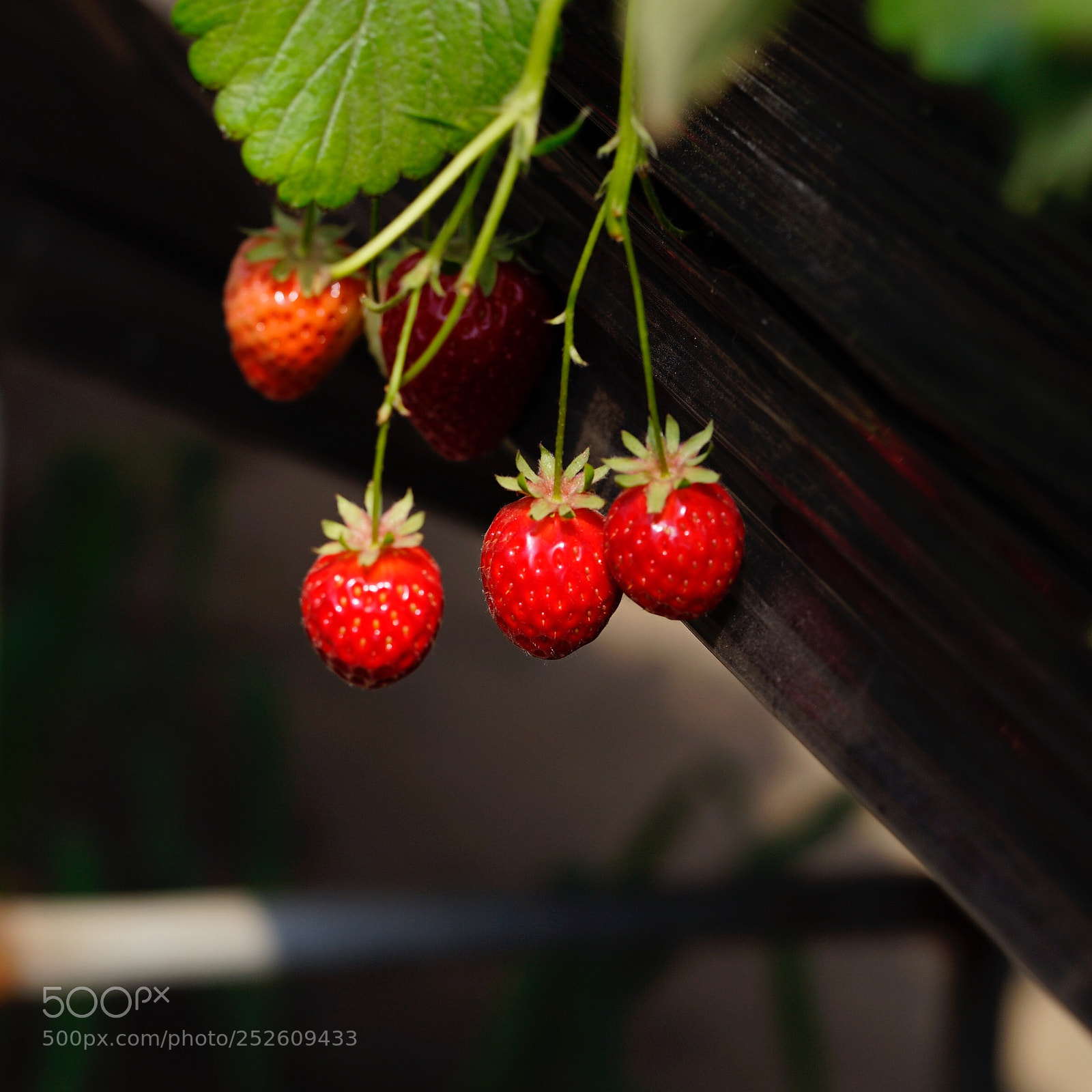 Sony a7 II sample photo. 叔伯兄弟 photography