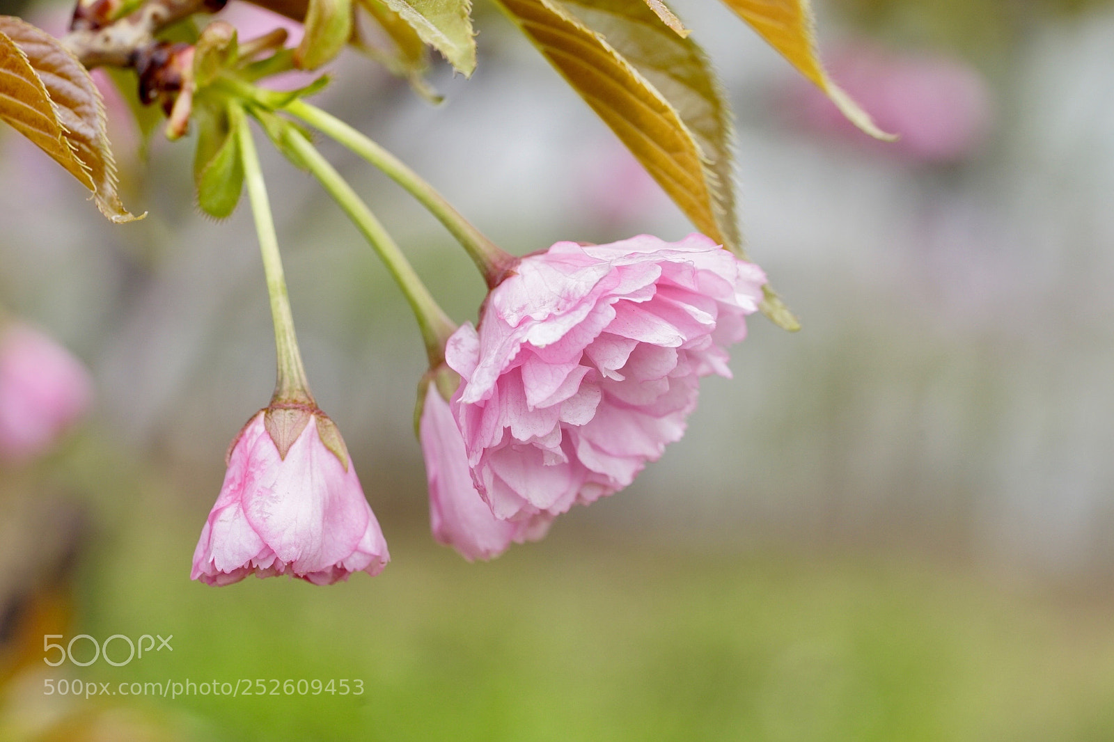 Sony a7 II sample photo. 晚樱优雅 photography