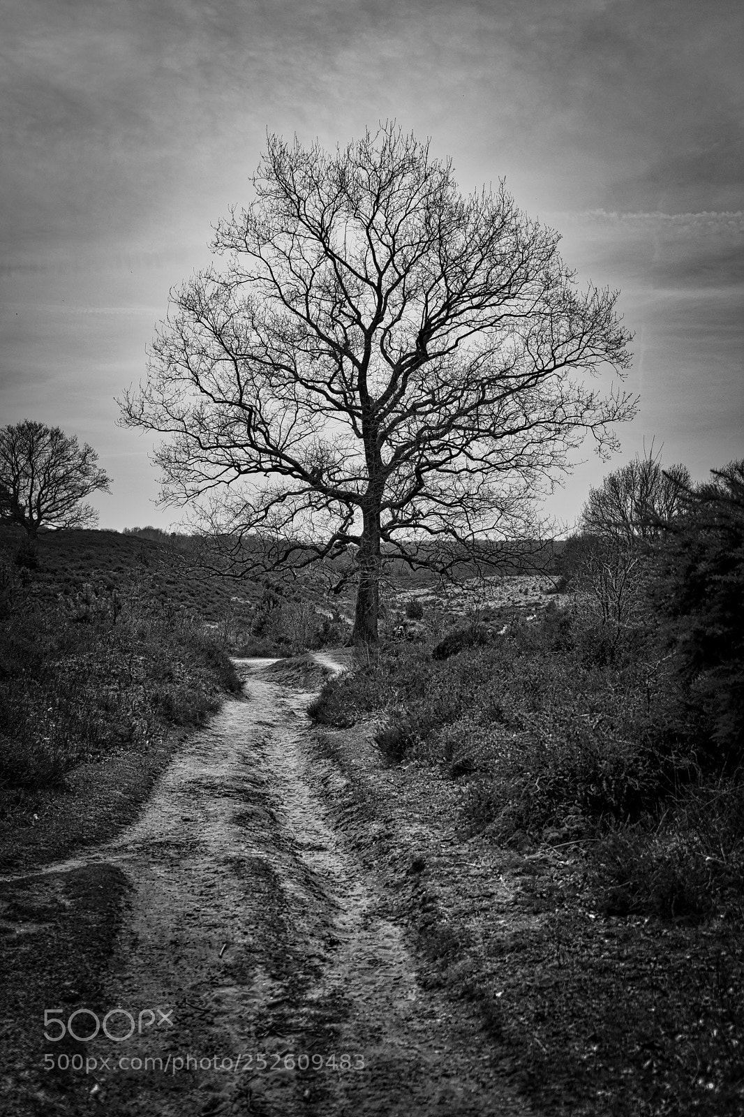 Canon EOS 5D Mark IV sample photo. Tree beside the trail photography