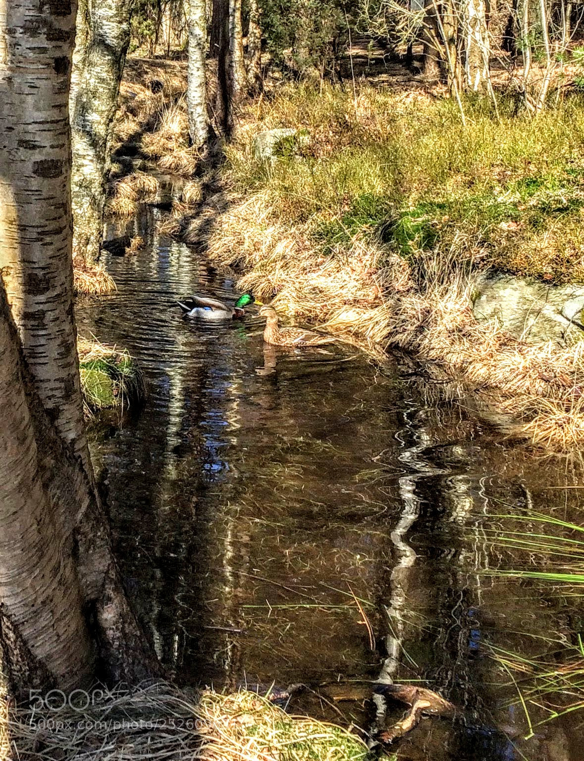 Apple iPhone 5s sample photo. Springtime for the ducks photography