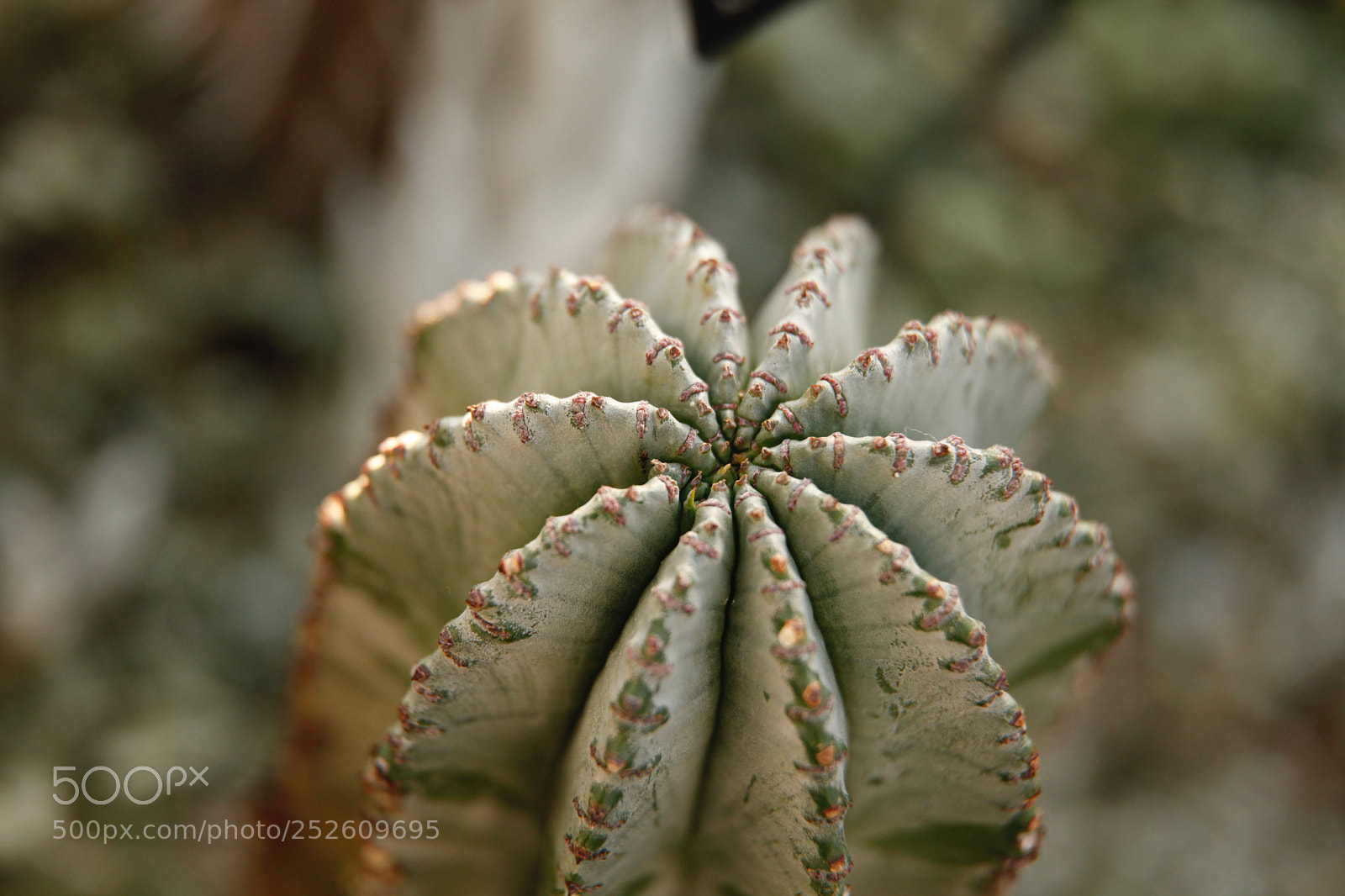 Canon EOS 5D Mark II sample photo. Friendly cactus  photography