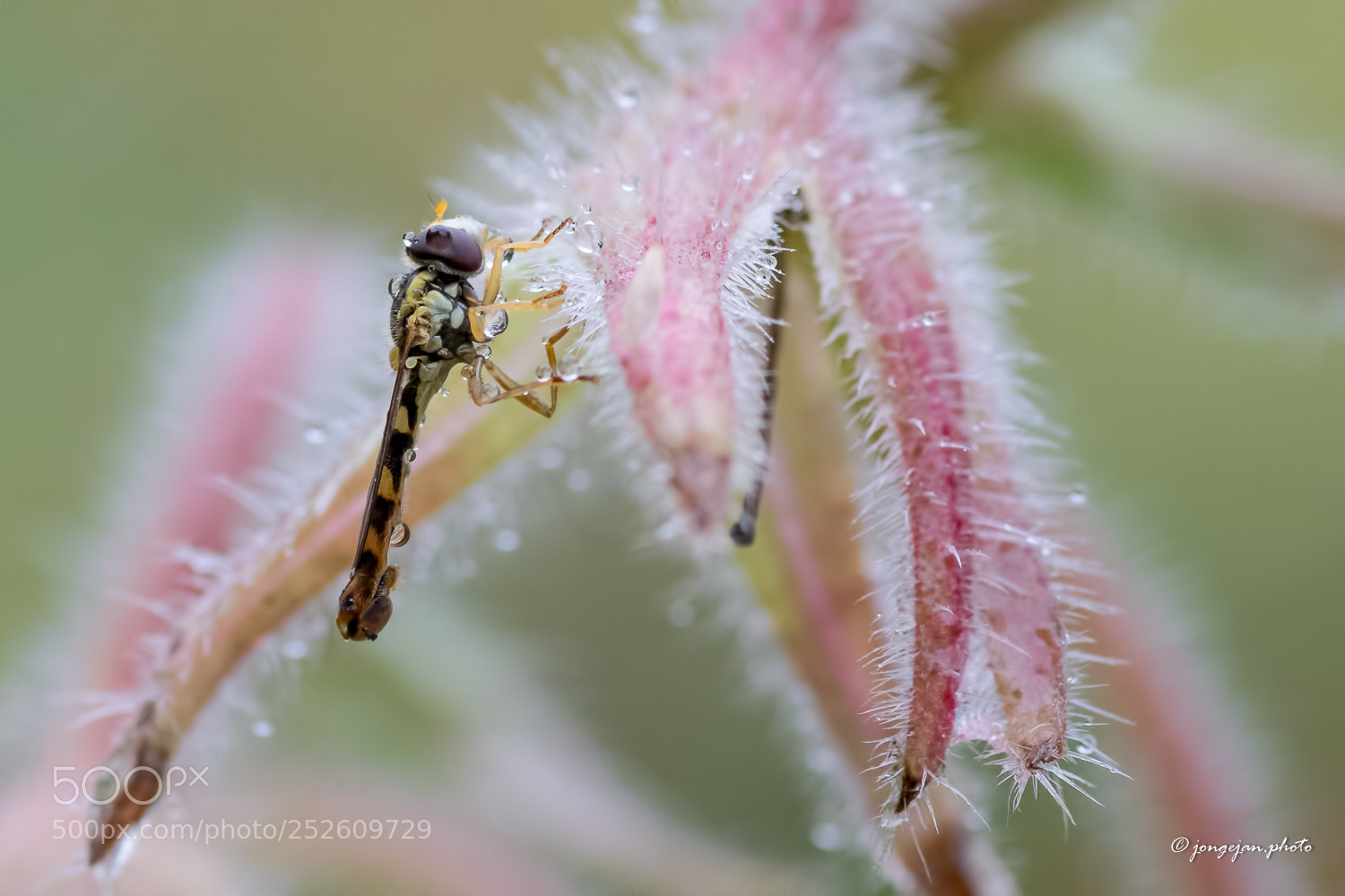 Pentax K-S2 sample photo. Hoverfly in the rain photography