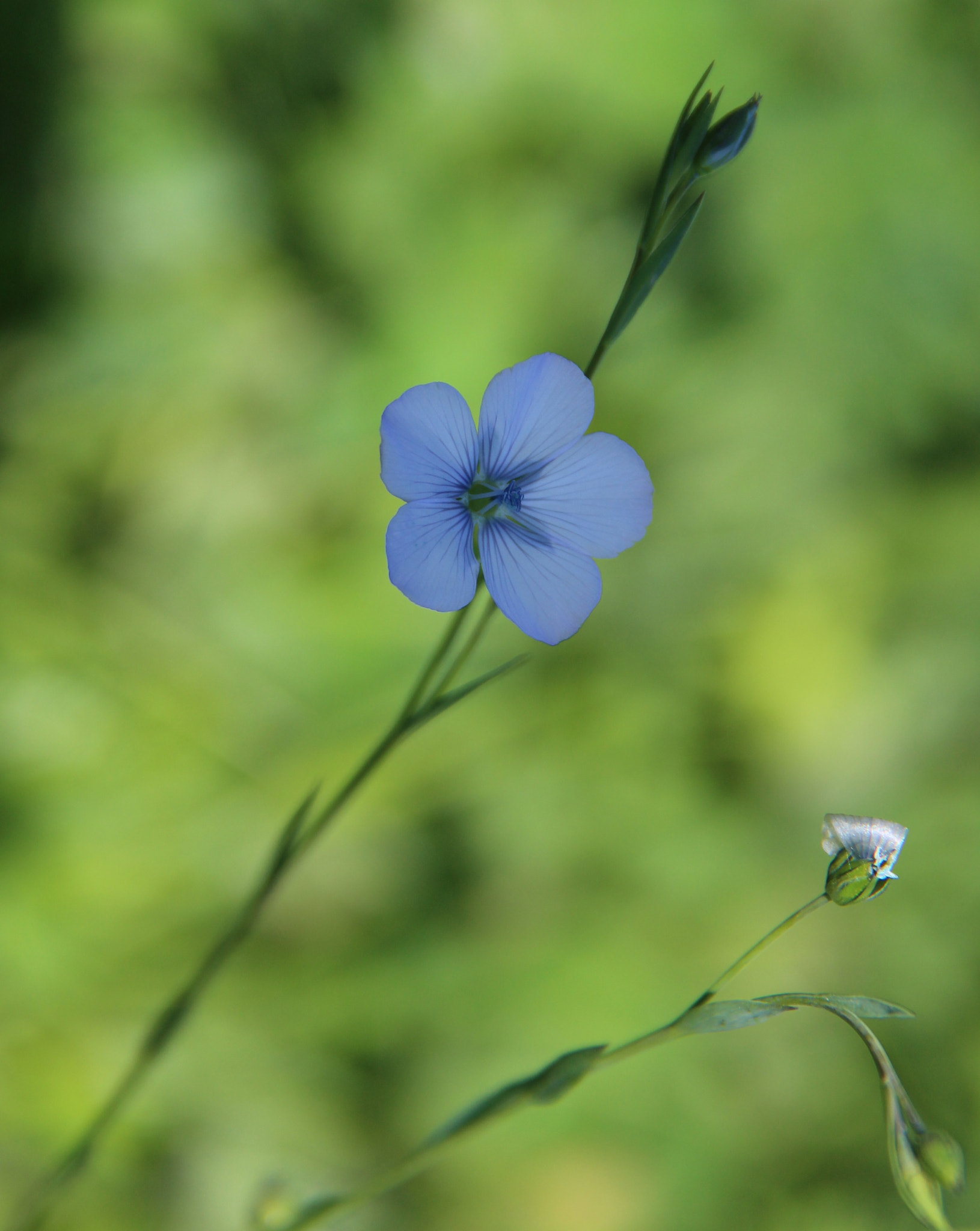 Canon EF-S 18-200mm F3.5-5.6 IS sample photo. Petit blue photography