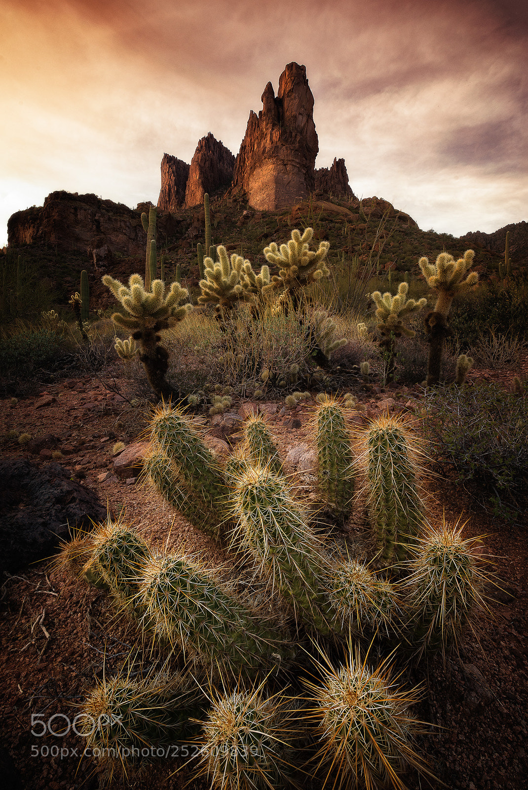 Canon EOS 5D Mark IV sample photo. Cacti land photography