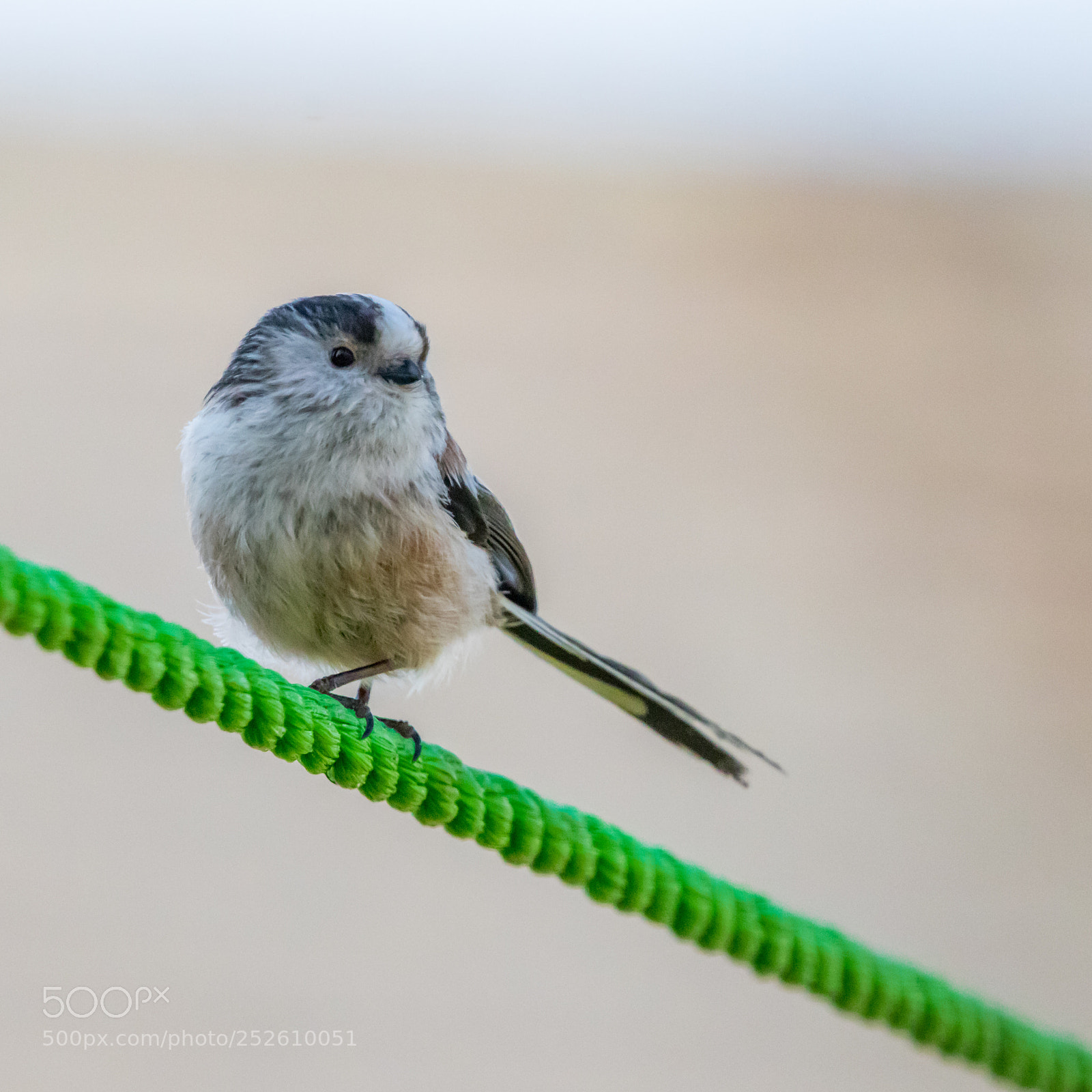 Canon EOS 80D sample photo. Long tailed tit photography