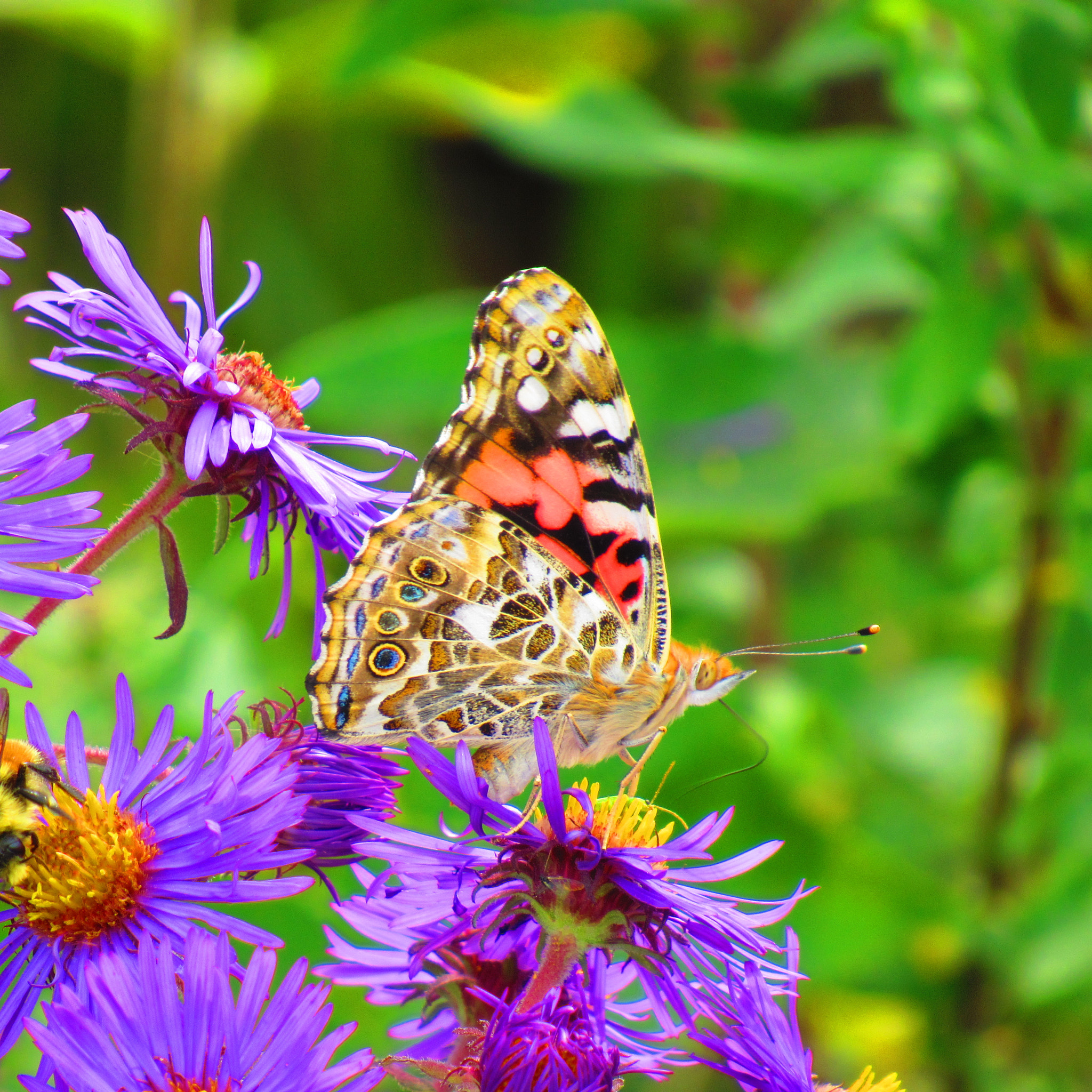 Canon PowerShot SX520 HS sample photo. Img photography