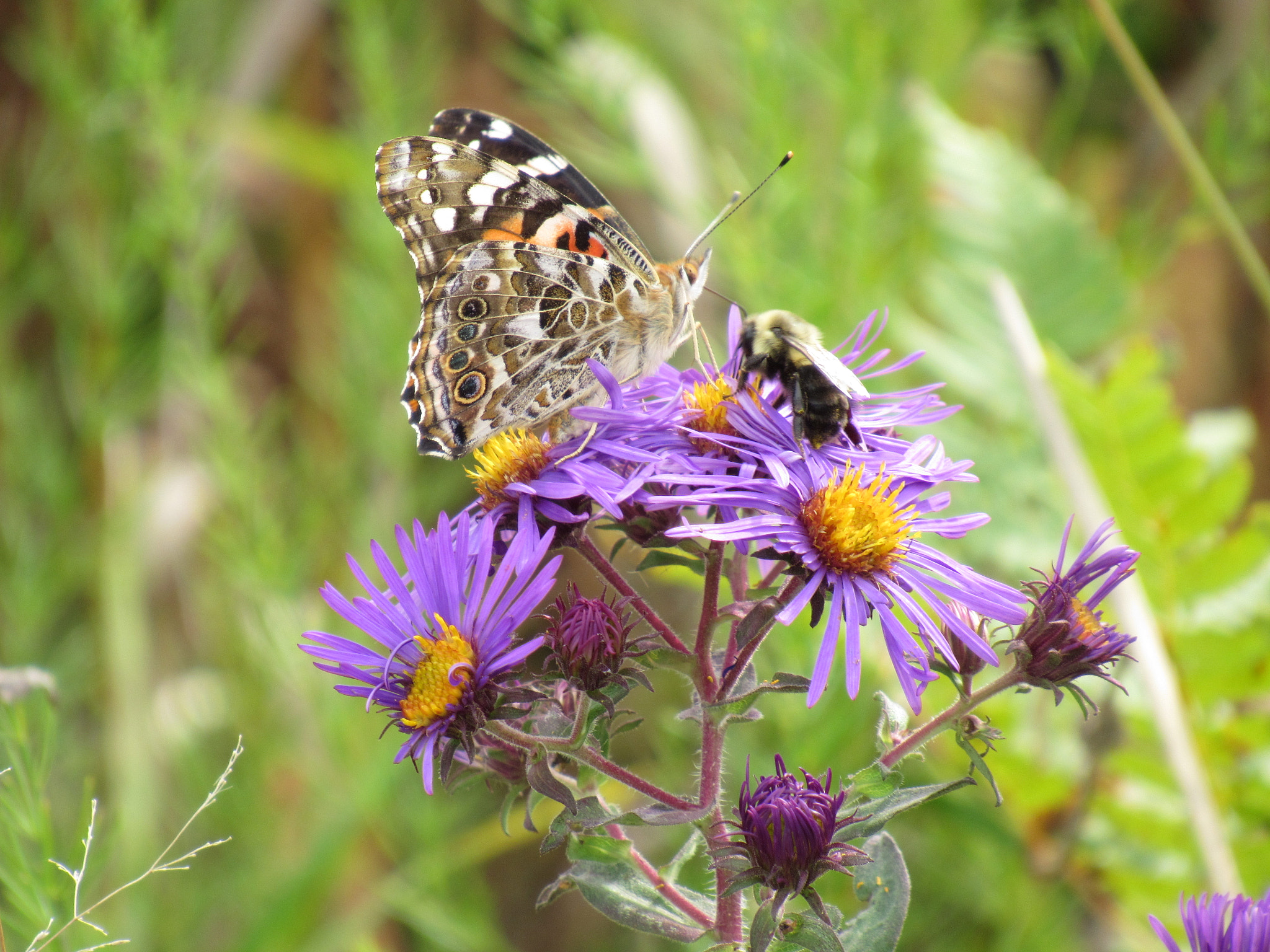 Canon PowerShot SX520 HS sample photo. Img photography