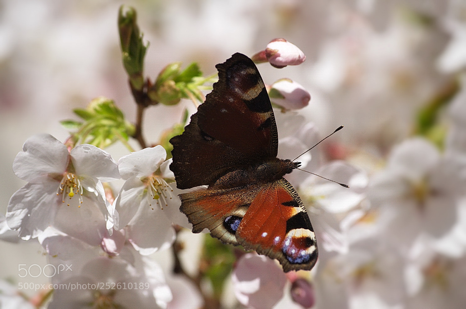 Nikon D5000 sample photo. Х photography