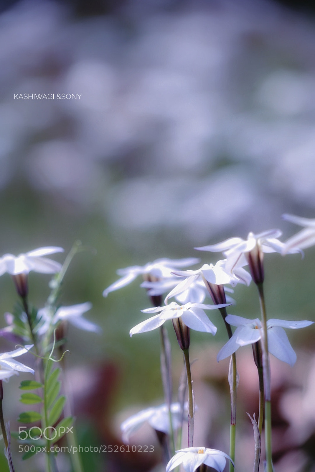 Sony a7 II sample photo. White world⚪spring star photography