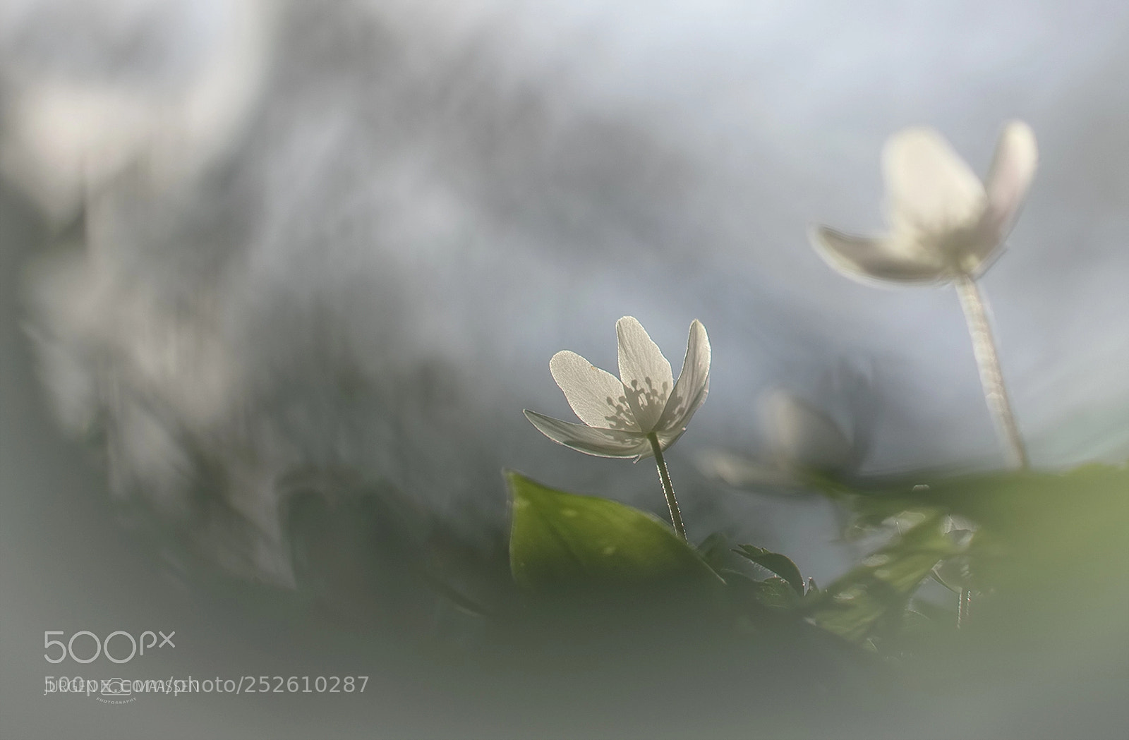 Canon EOS 7D Mark II sample photo. Wood anemone. photography