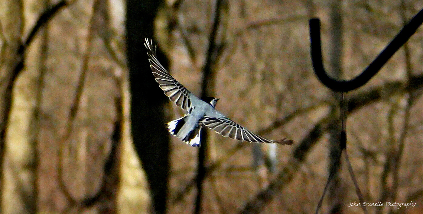 Samsung NX500 sample photo. Nuthatch april 7 photography