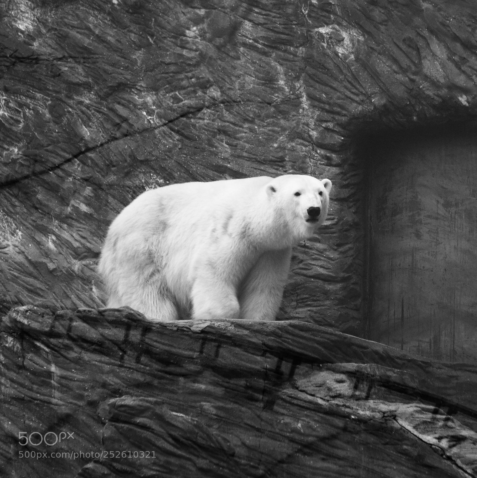 Canon EOS 30D sample photo. Polar bear photography