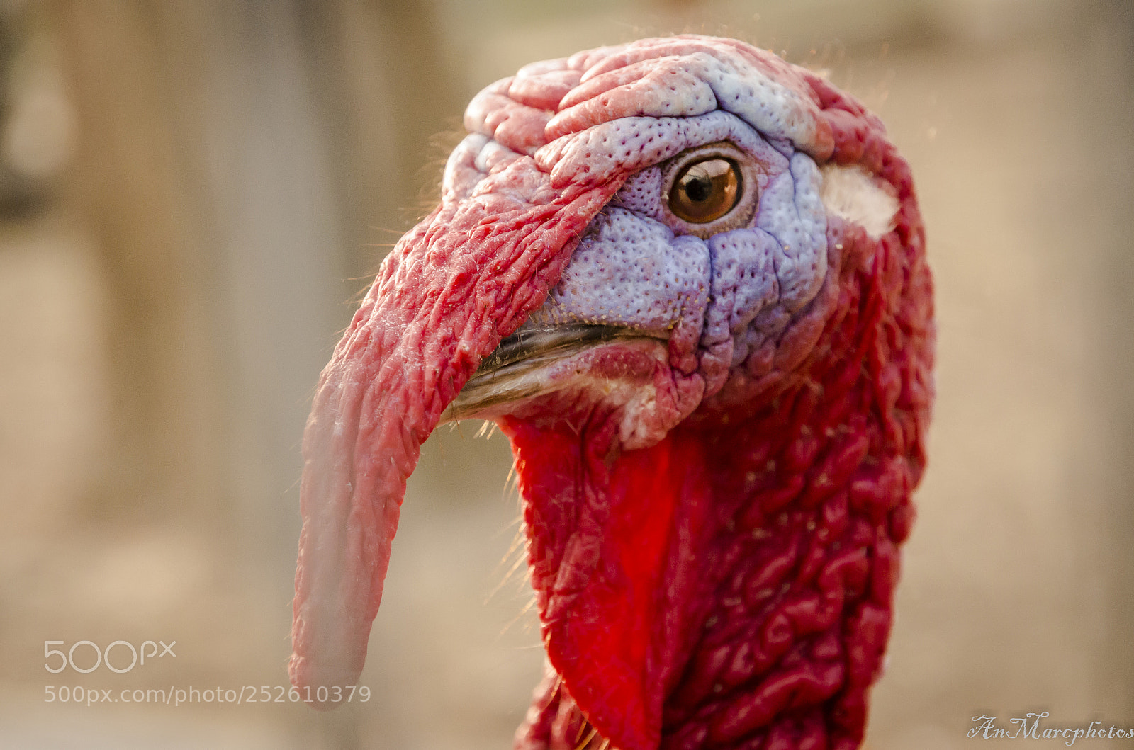 Nikon D7000 sample photo. Dindon turkey photography