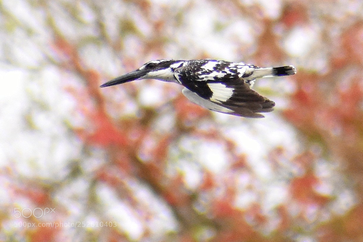 Nikon D7200 sample photo. Pied kingfisher photography