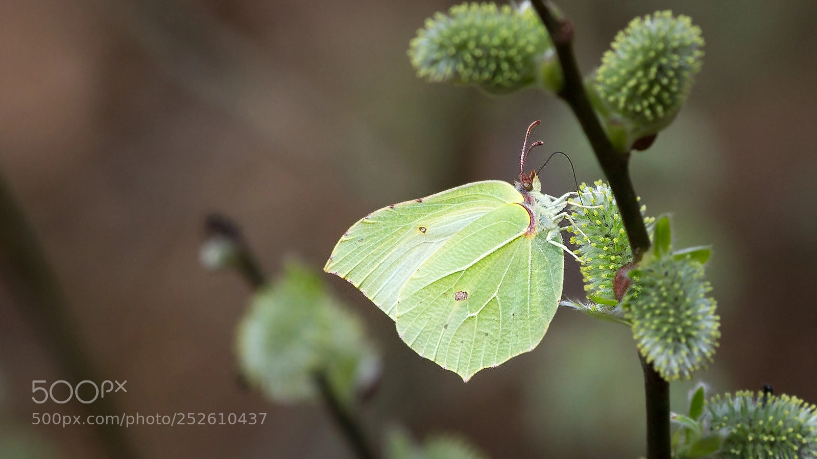 Canon EOS 60D sample photo. Zitronenfalter (gonepteryx rhamni) photography