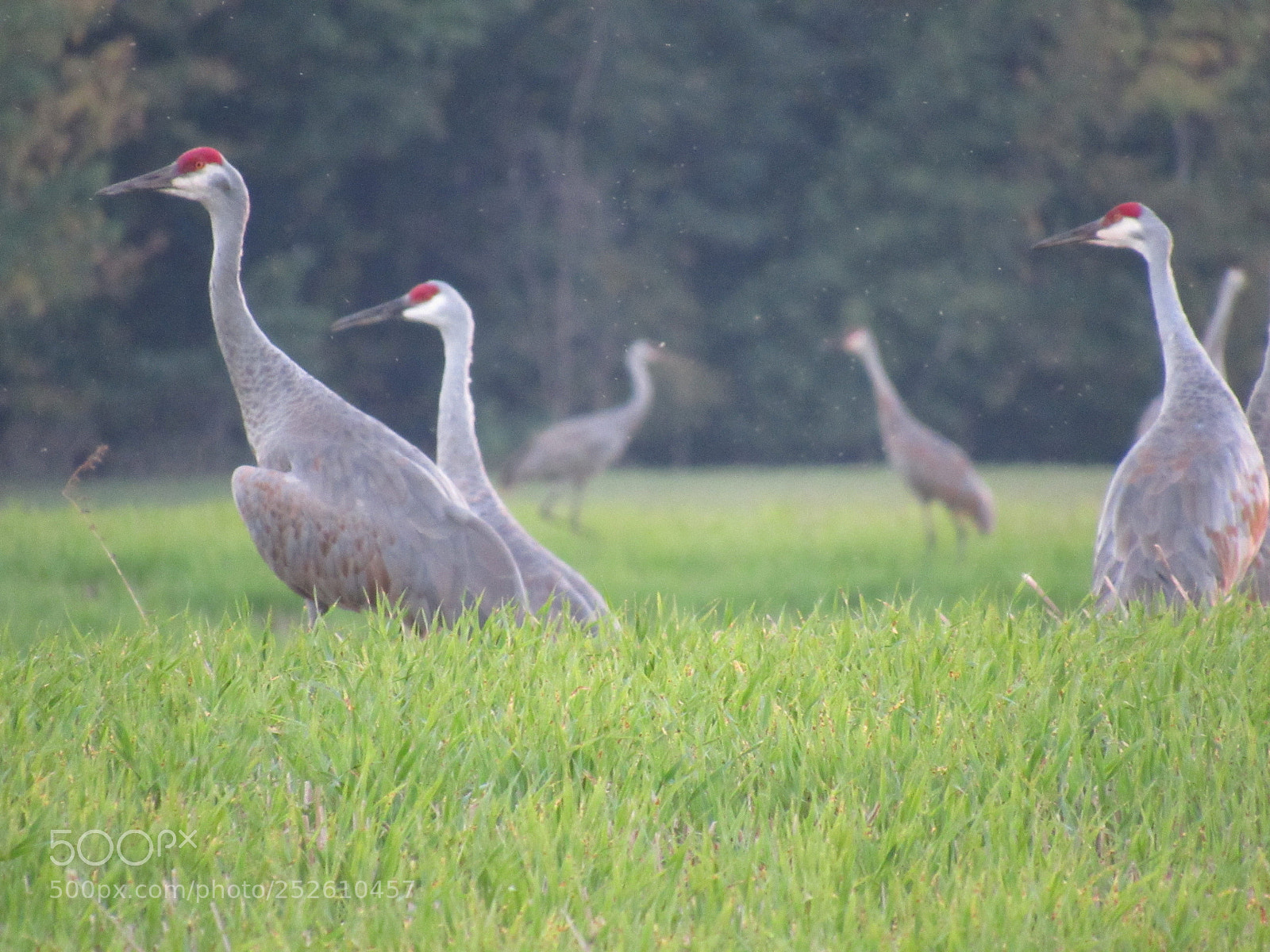 Canon PowerShot SX520 HS sample photo. Img photography