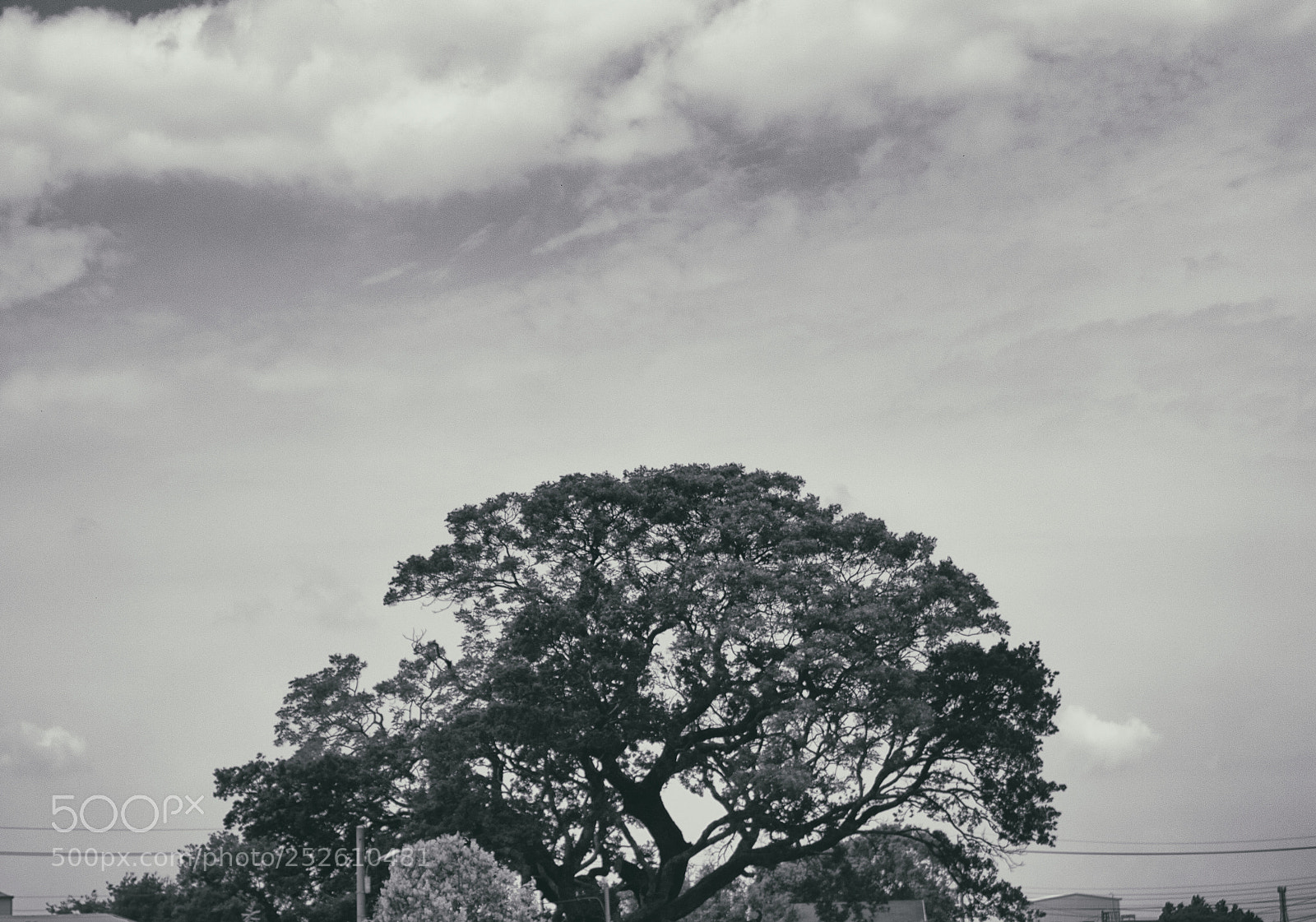 Canon EOS 700D (EOS Rebel T5i / EOS Kiss X7i) sample photo. Tree photography