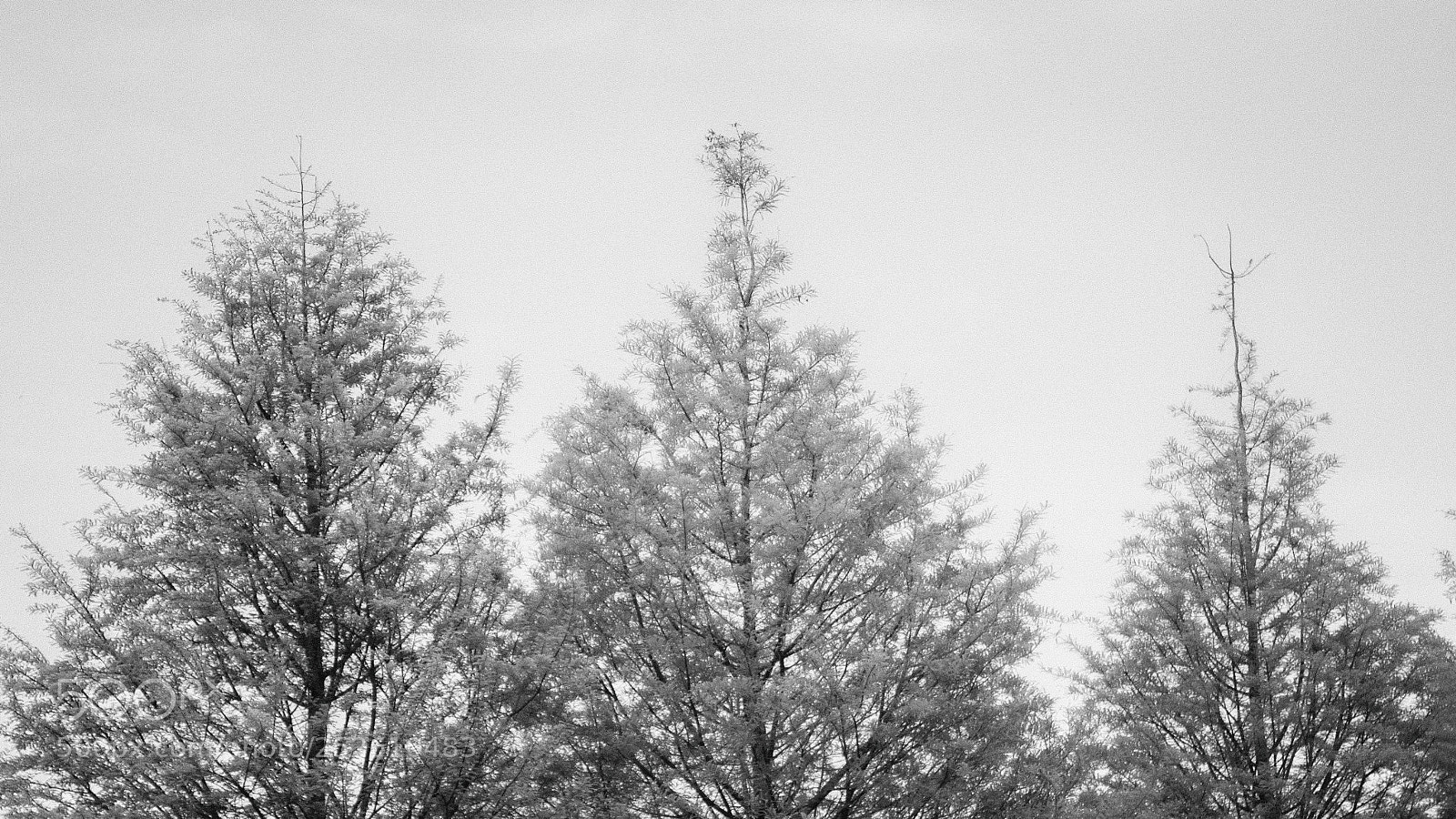 Canon EOS 700D (EOS Rebel T5i / EOS Kiss X7i) sample photo. Tree photography