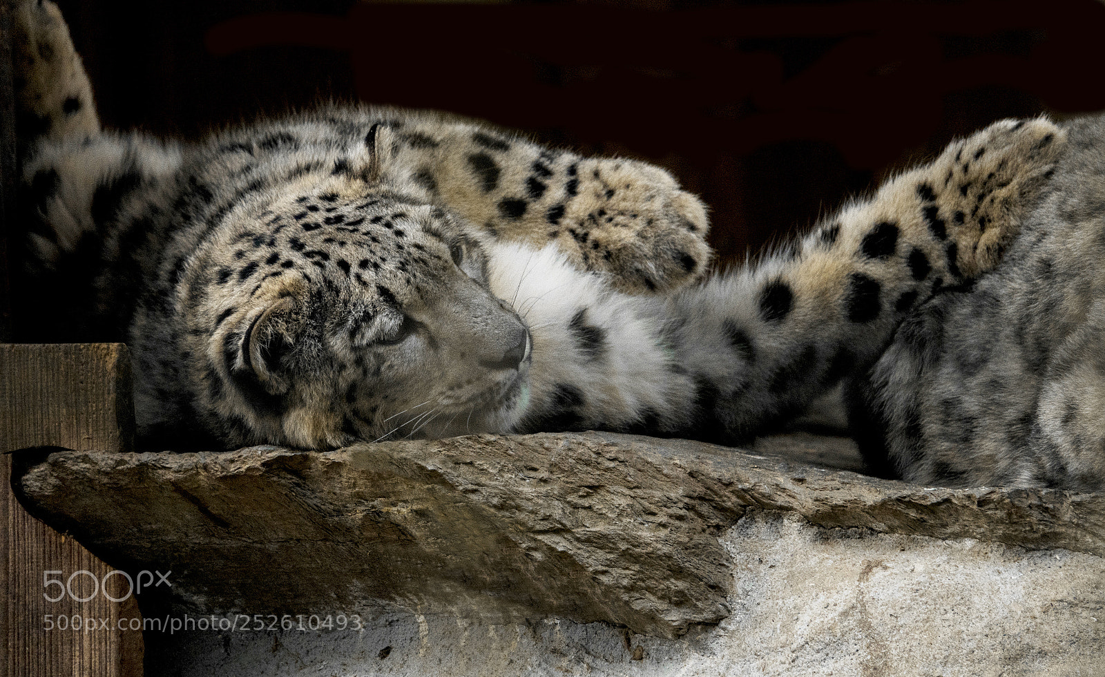 Sony Cyber-shot DSC-RX10 III sample photo. Krefeld zoo snowleopard photography