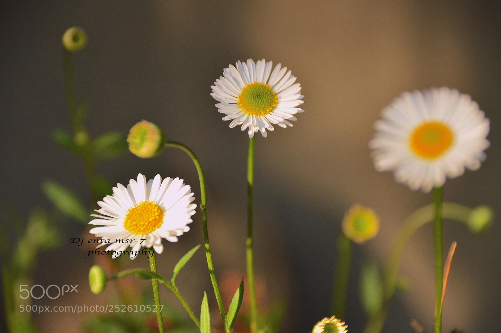 Nikon D3200 sample photo. Spring has com. butterflies photography