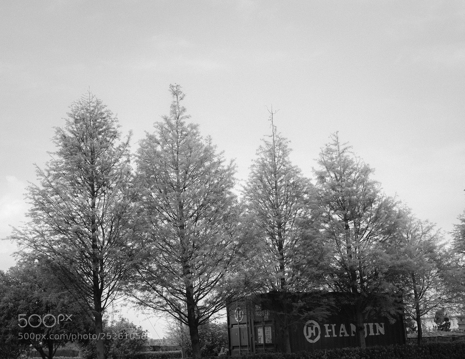 Canon EOS 700D (EOS Rebel T5i / EOS Kiss X7i) sample photo. Tree photography