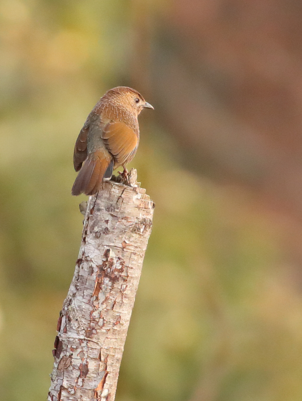 Canon EOS 5D Mark IV sample photo. Bhutan laughingthrush photography