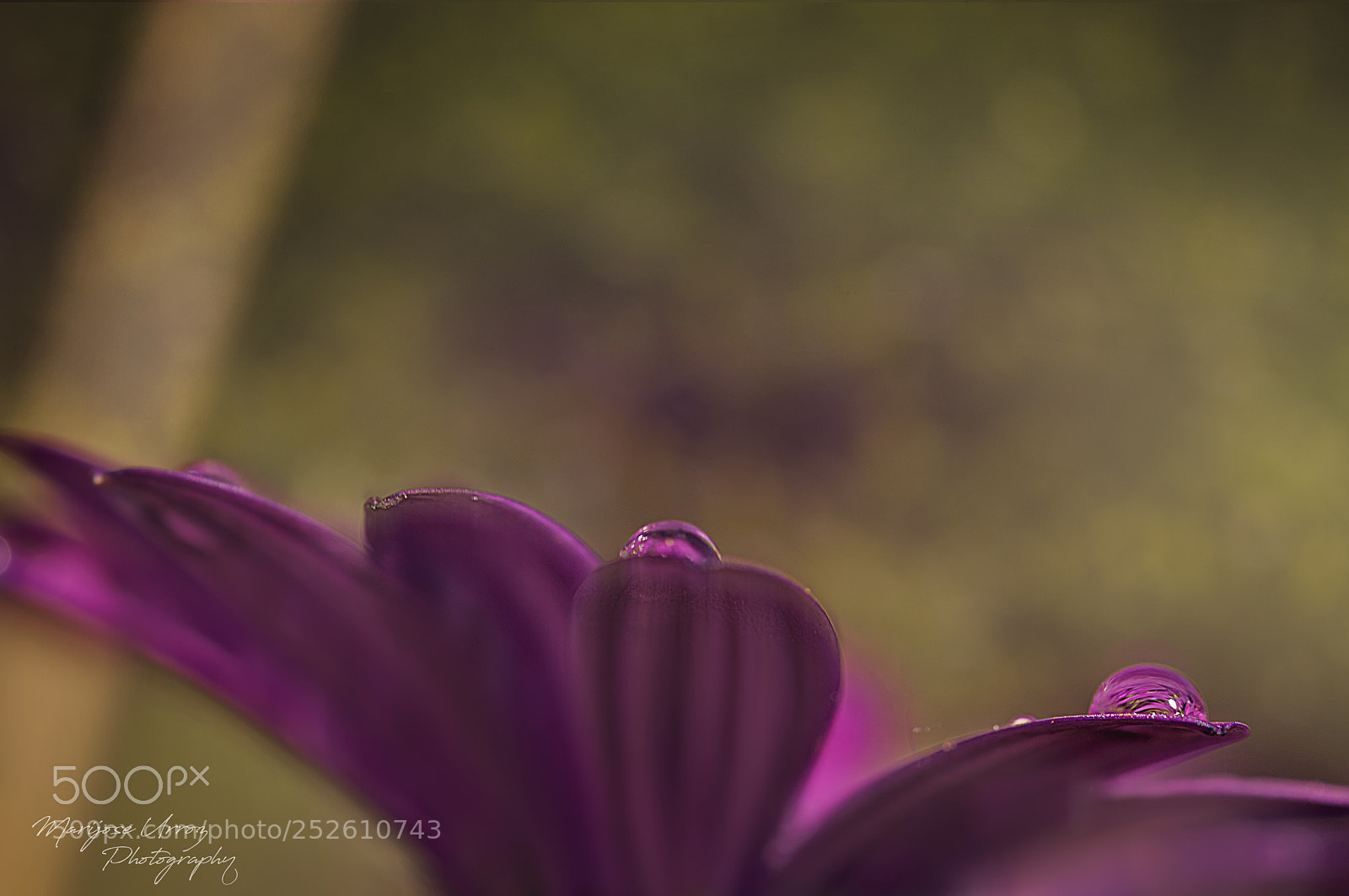 Nikon D300 sample photo. A drop photography