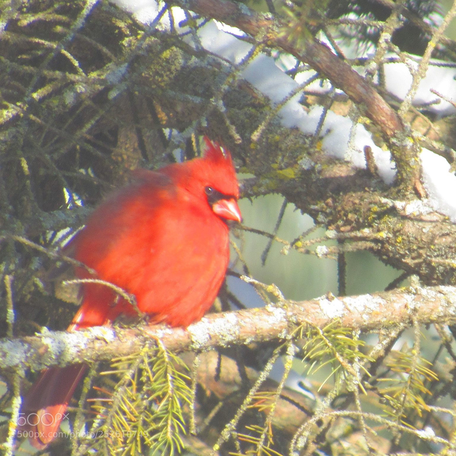 Canon PowerShot SX520 HS sample photo. Img photography