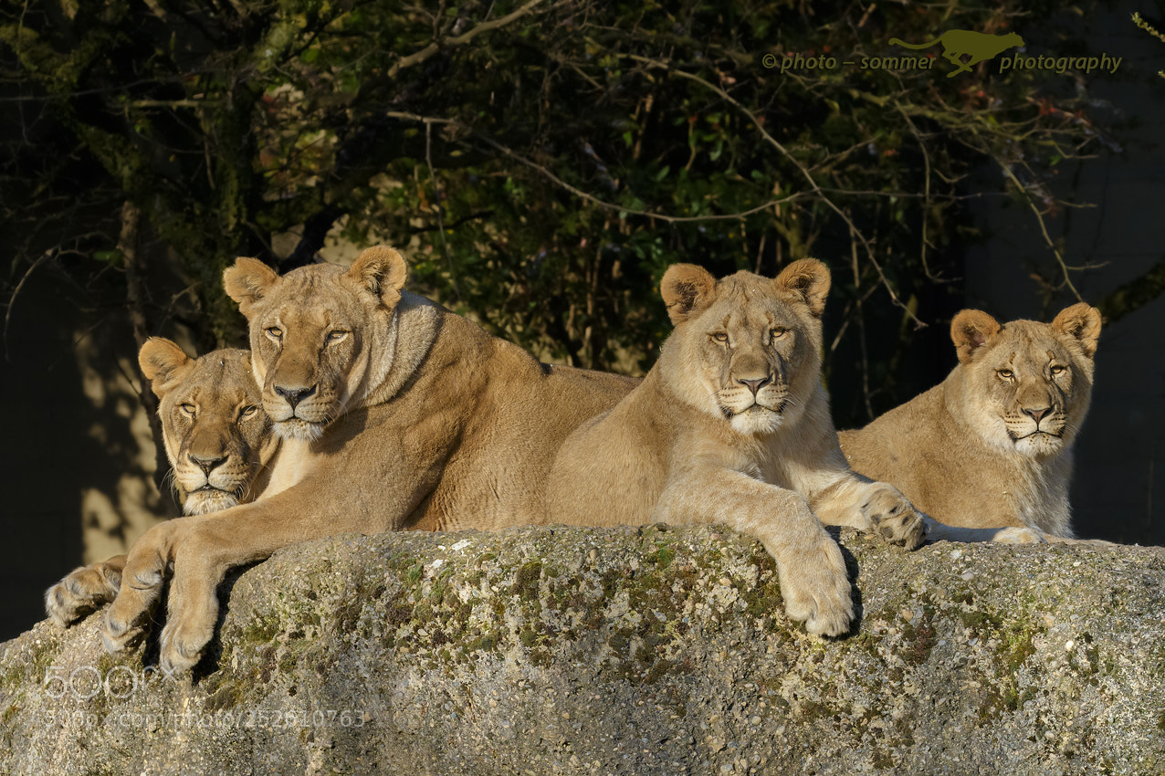 Canon EOS 70D sample photo. Family picture photography