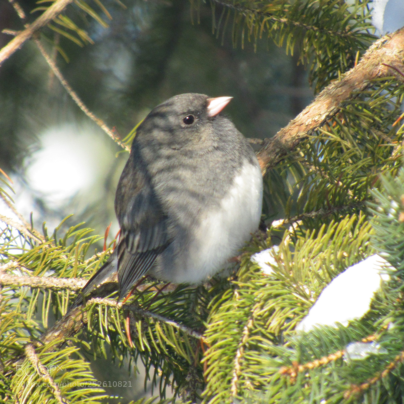 Canon PowerShot SX520 HS sample photo. Img photography