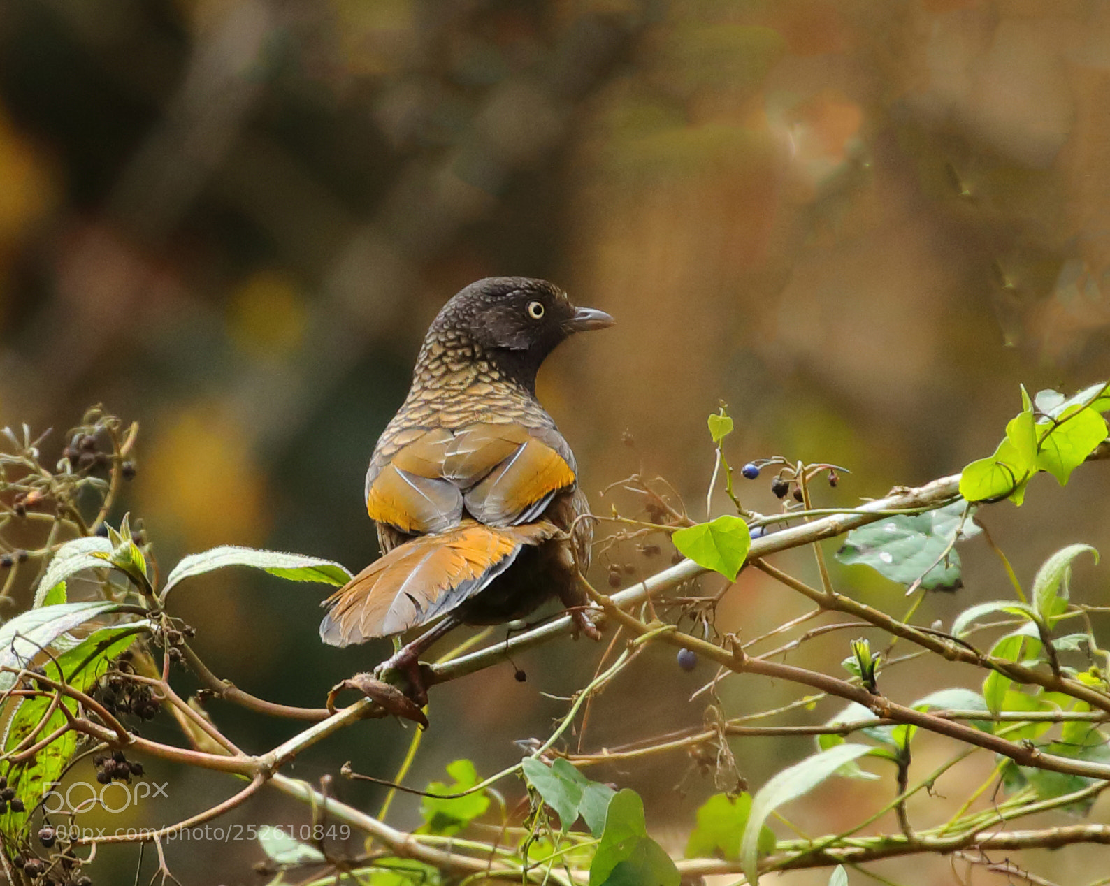 Canon EOS 5D Mark IV sample photo. Scaly laughingthrush photography