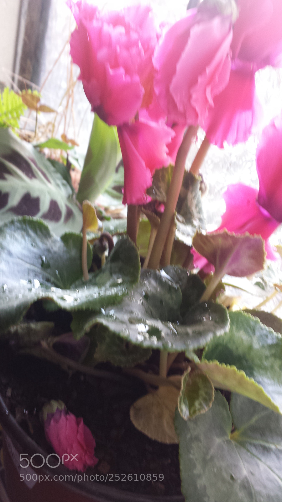 Samsung Galaxy S4 sample photo. Untitled photography